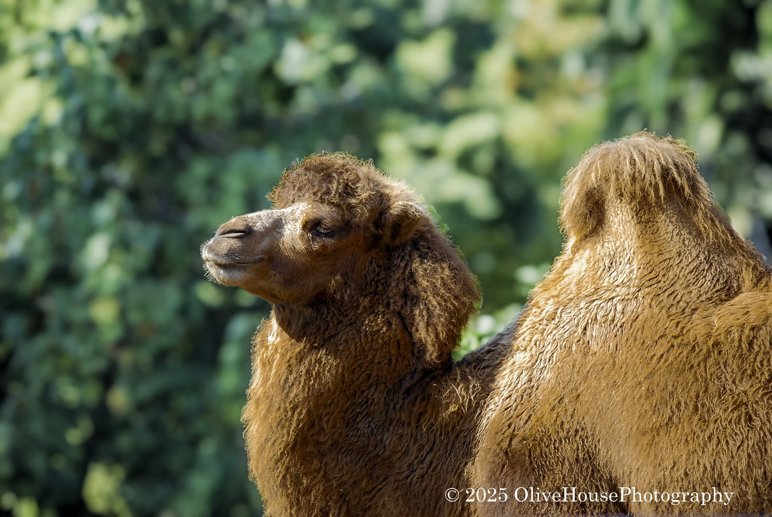 Camel