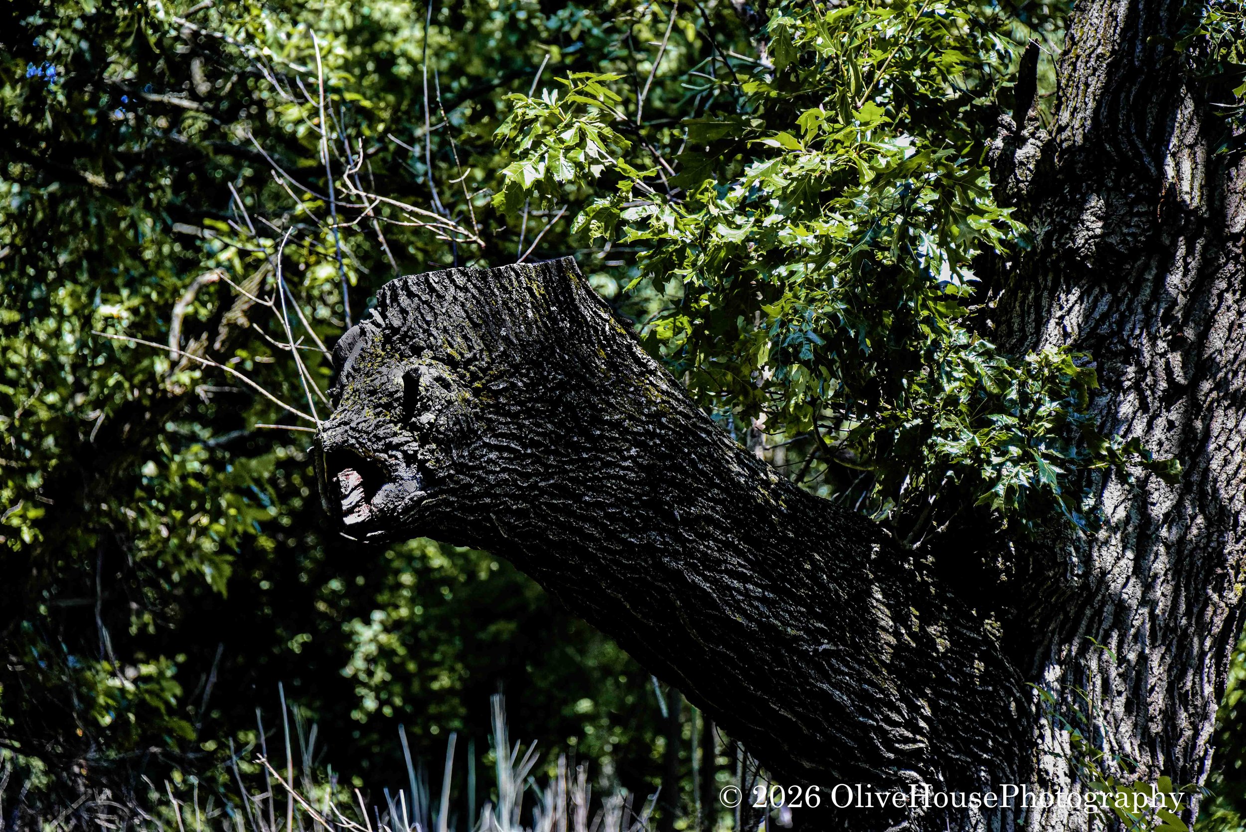 Chicago 2019  August 02, 2019  00017.jpg