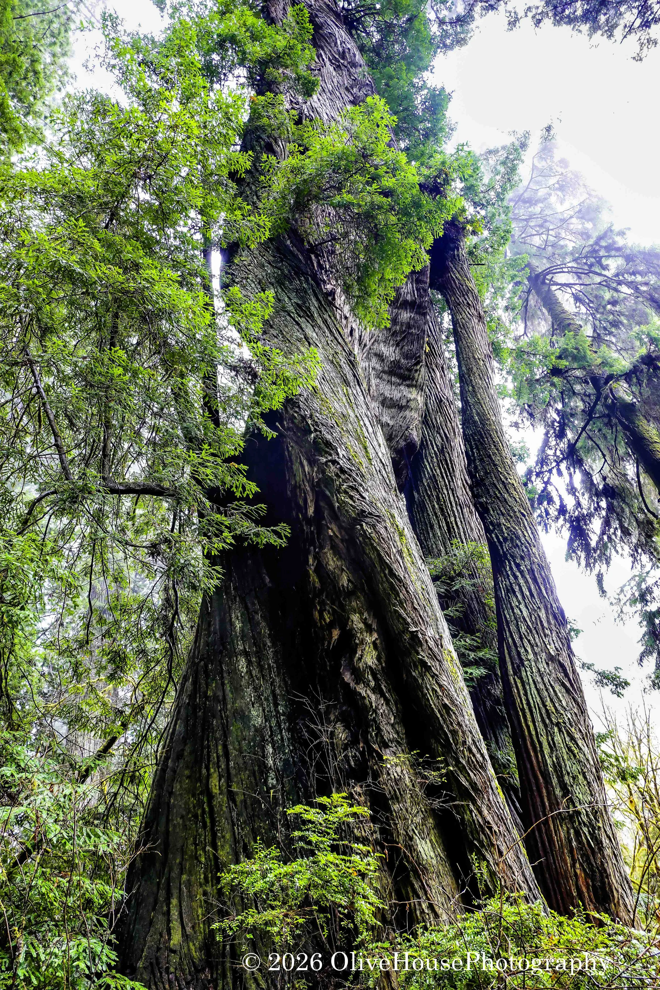 Corkscrew Tree in Prairie Creek Redwoods State Park, Redwood National and State Parks in Northern California. 