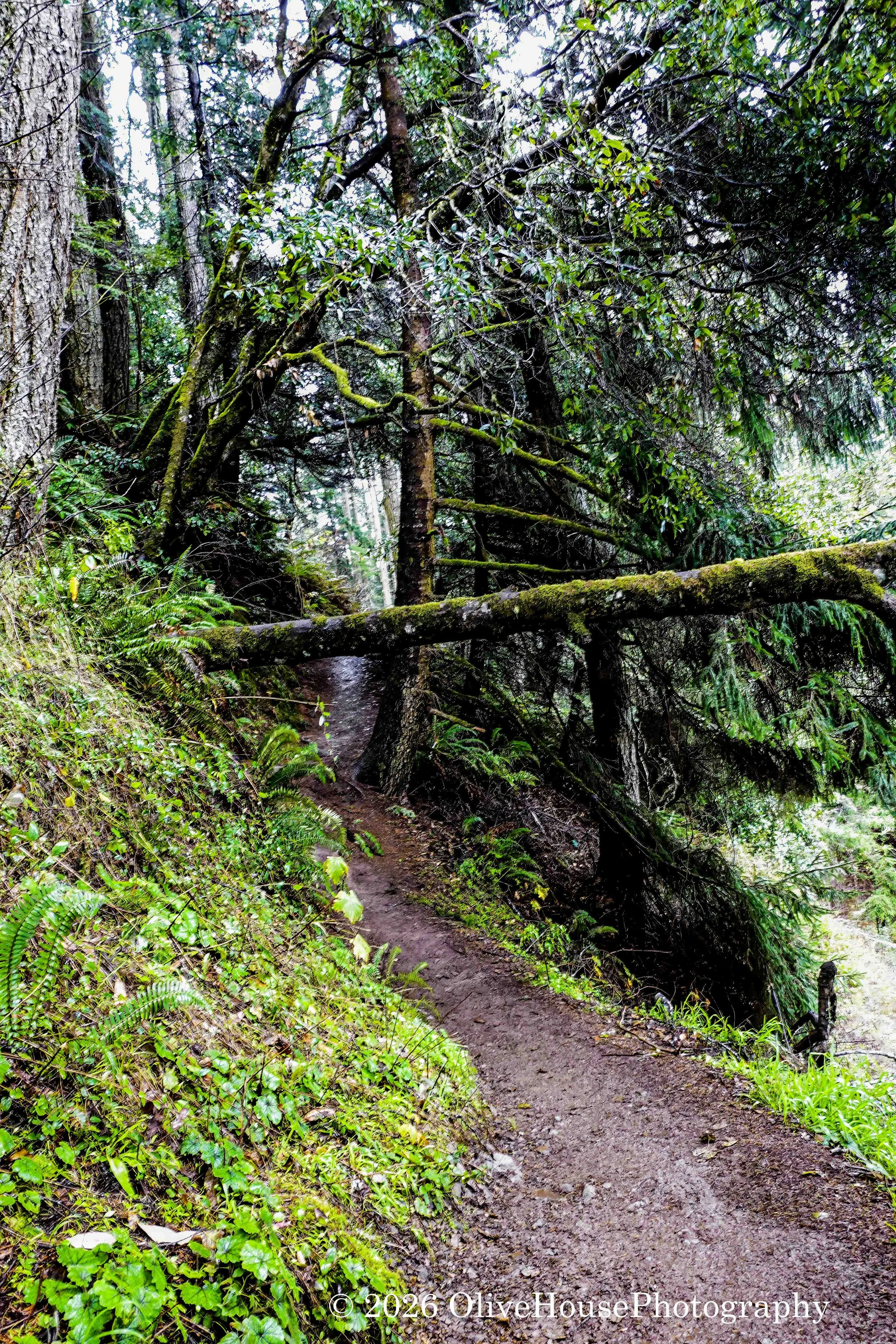 Coastal Oregon forest trail.