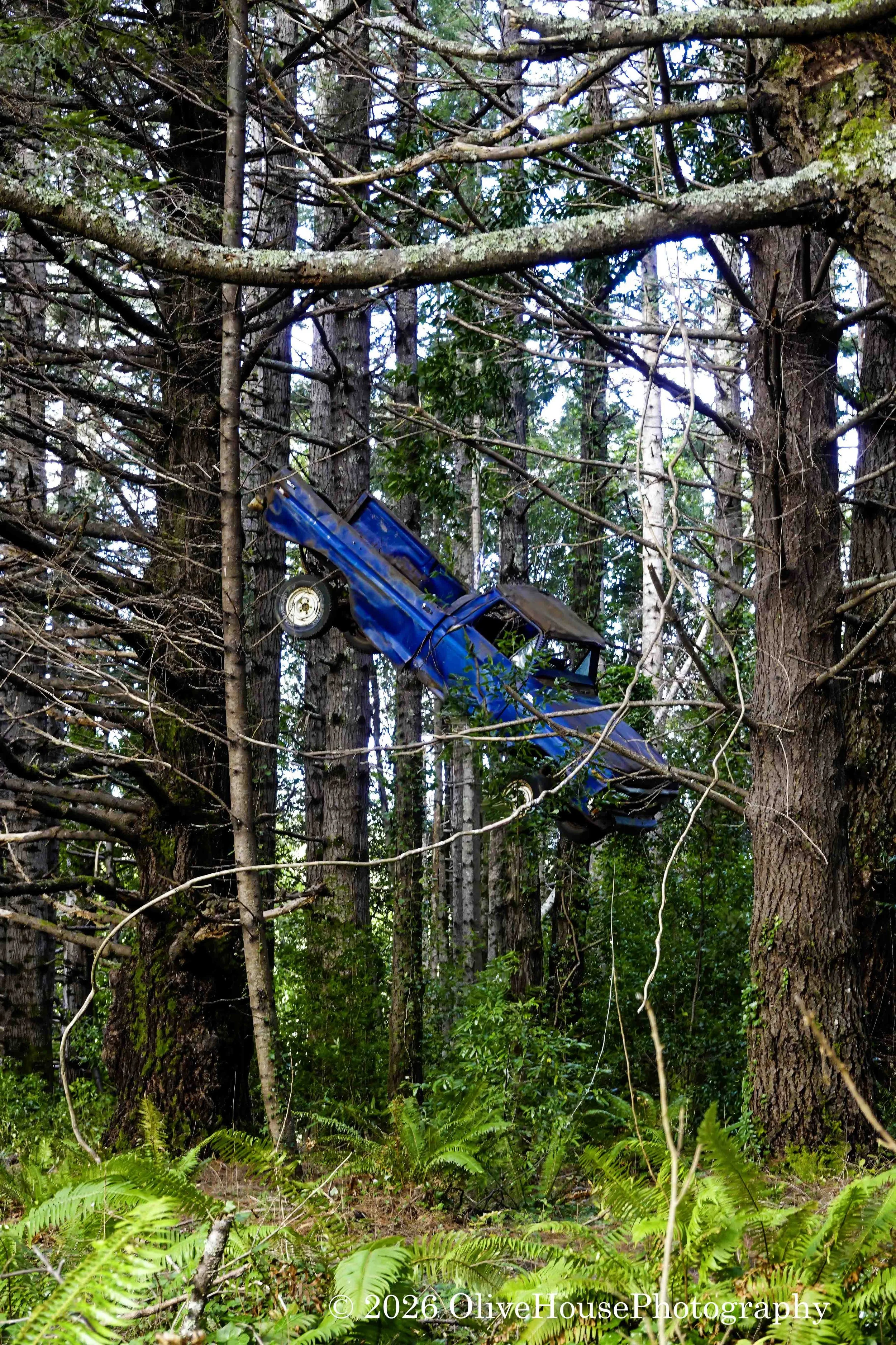 "Truck in the Tree" landmark, located off the remote Lost Coast in Humboldt County, California. 