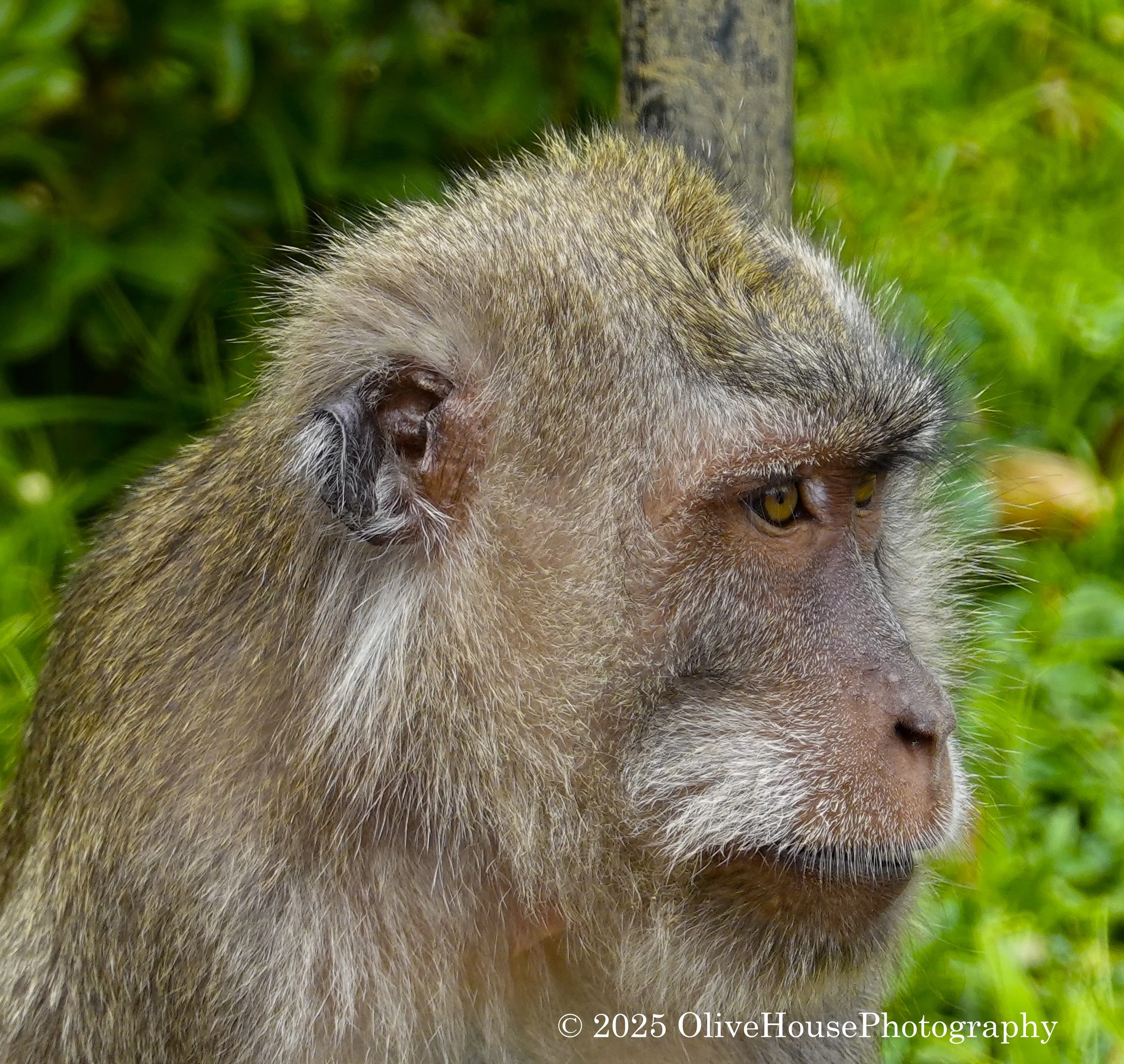 Long-tailed macaque monkey at the Sacred Monkey Forest Sanctuary Nature preserve in Ubud, Indonesia.