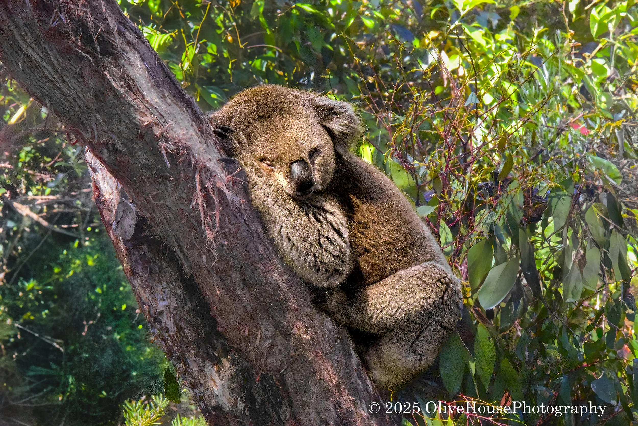 Koala bear resting in a eucalyptus tree at Featherdale Wildlife Park in Doonside, Sydney, Australia. 
