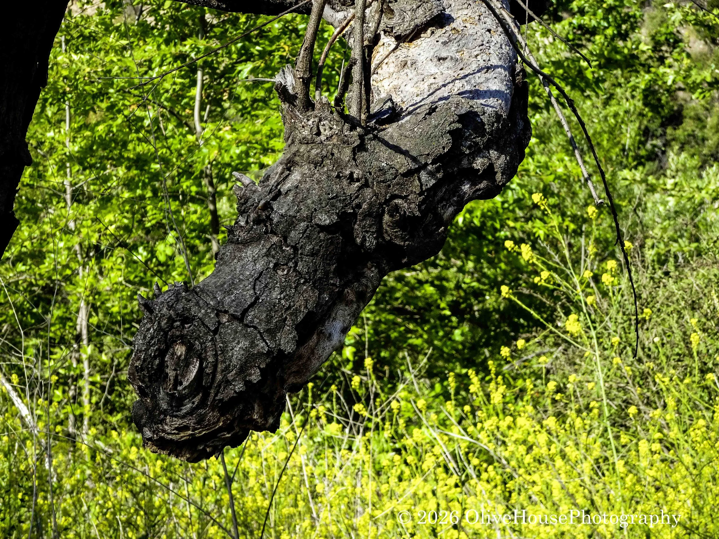 April 18, 2022   Hour-08 Minute-11    04875 copy.jpg