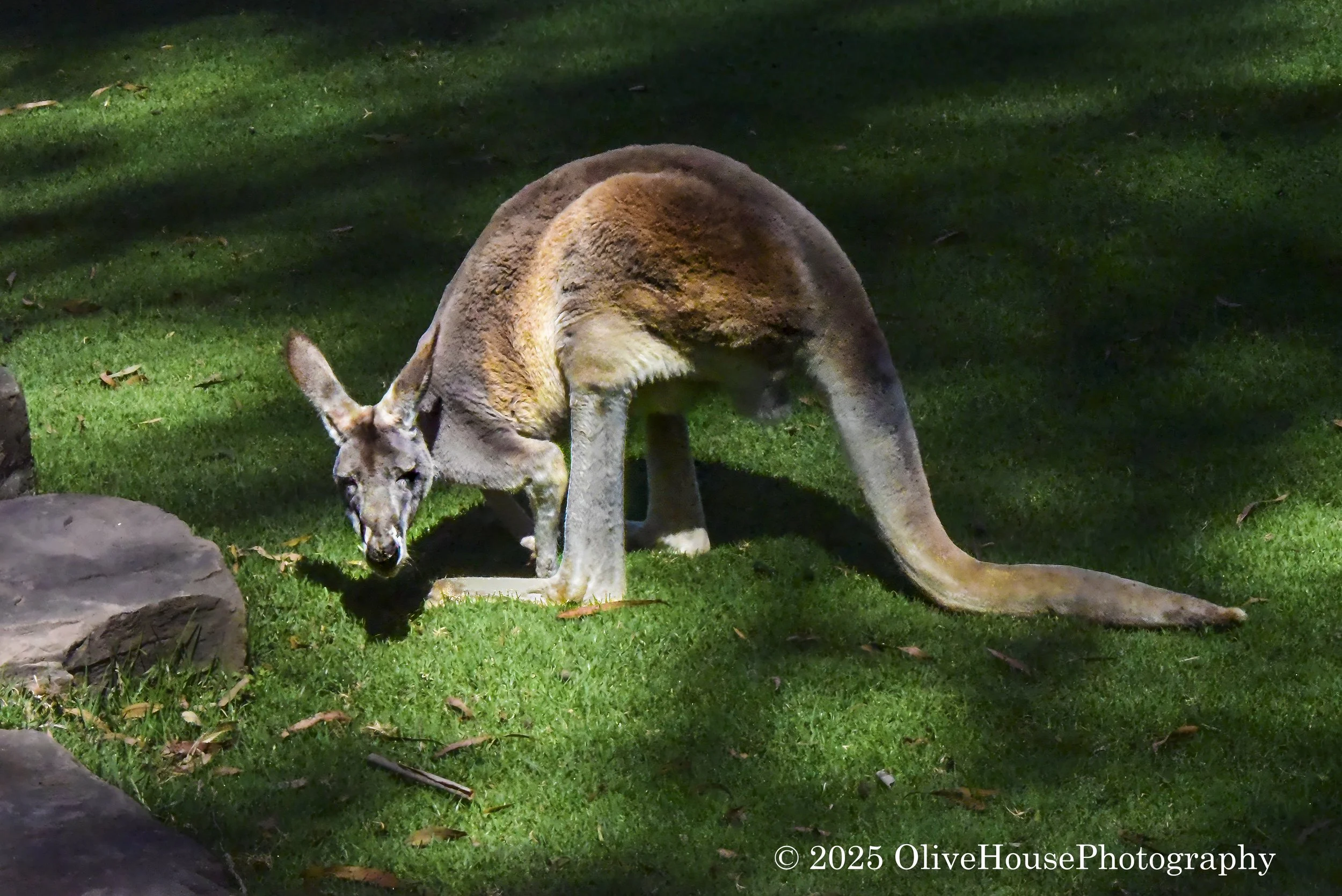 Kangaroo at Featherdale Wildlife Park in Doonside, Sydney, Australia. 