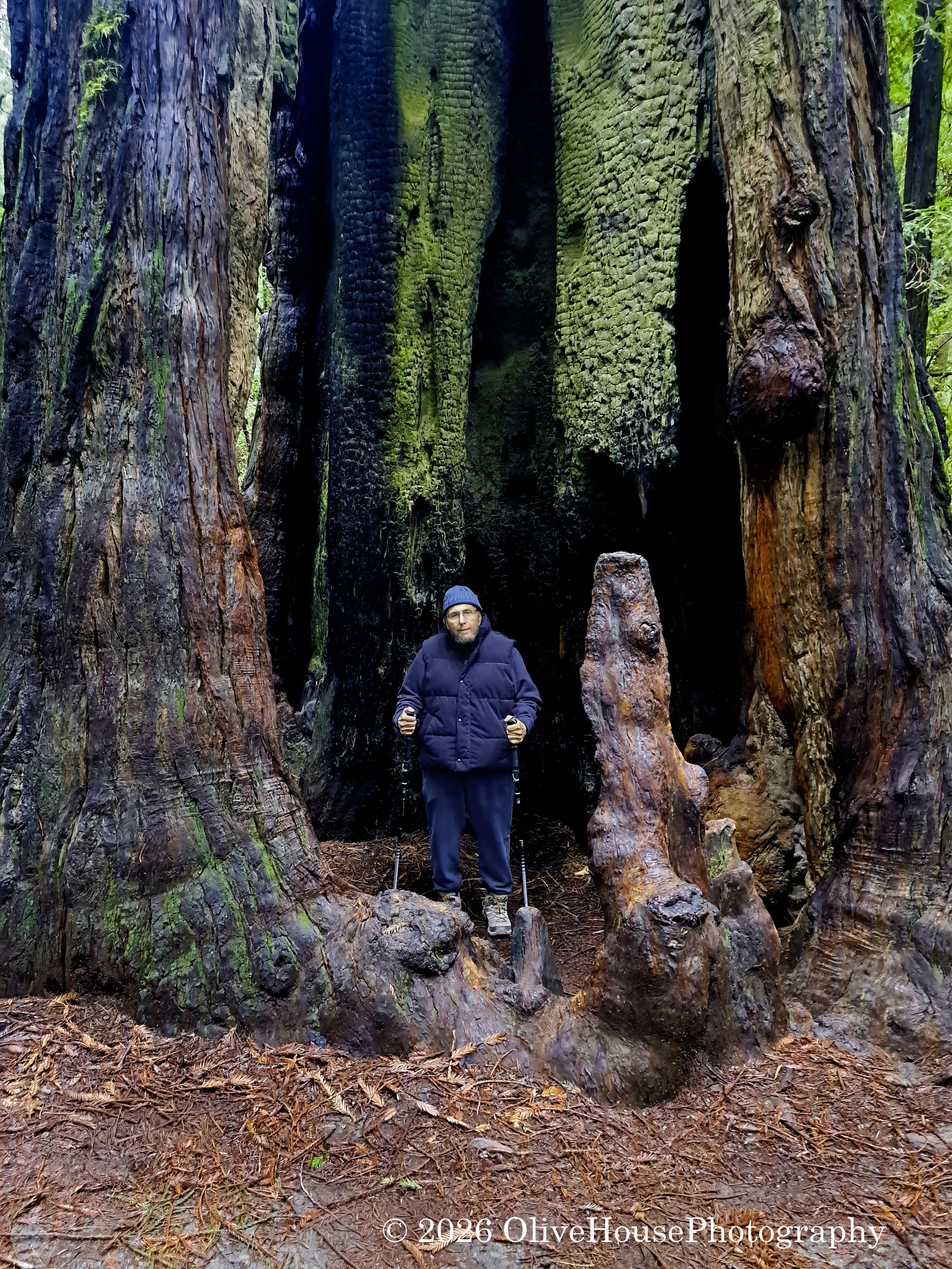 Picture of me (for scale) in hollowed out redwood tree in Founders Grove, Redwood National Park, CA.