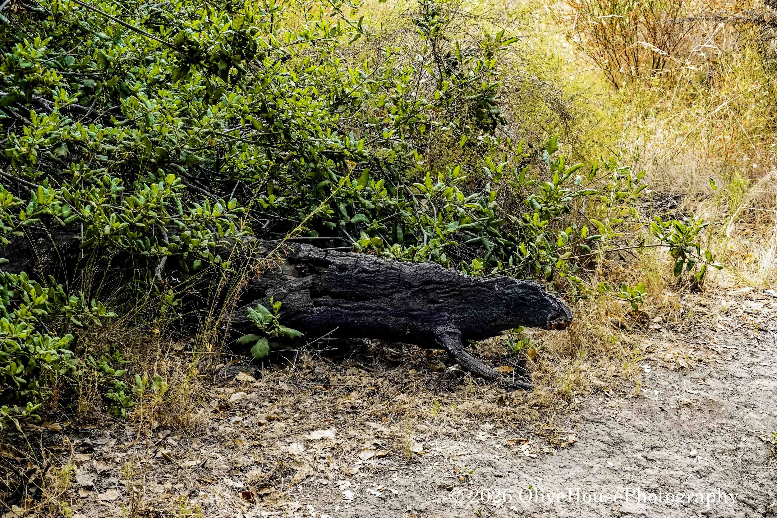 Whiting Ranch  July 22, 2020  024.jpg