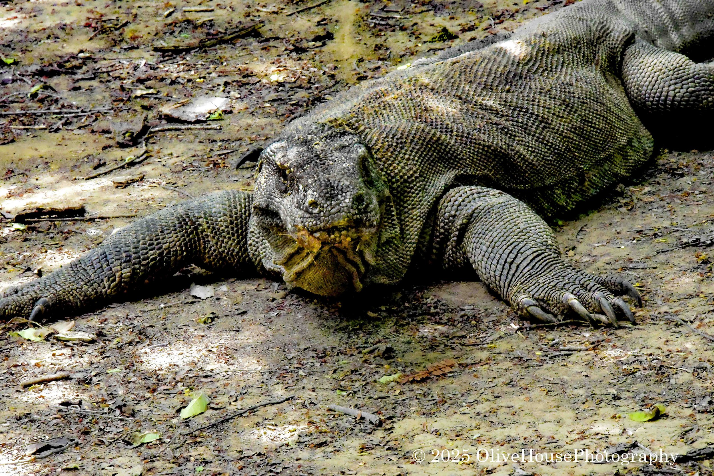 Reptiles019.jpg