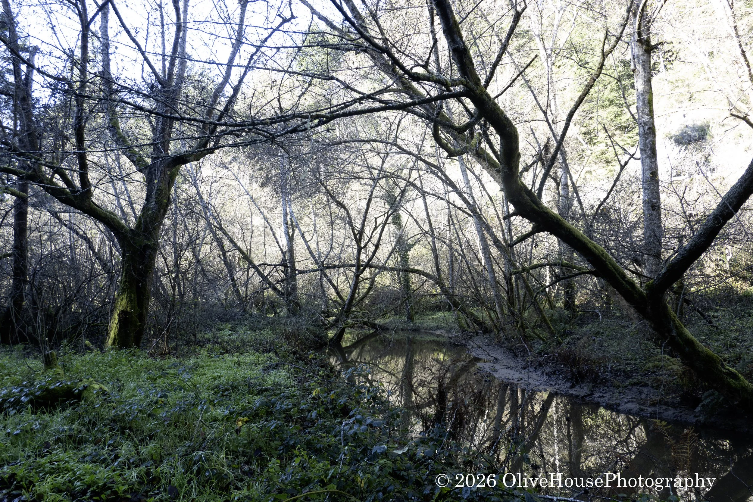 Russian Gulch State Park on the Northern California coast, just north of Mendicino, CA.