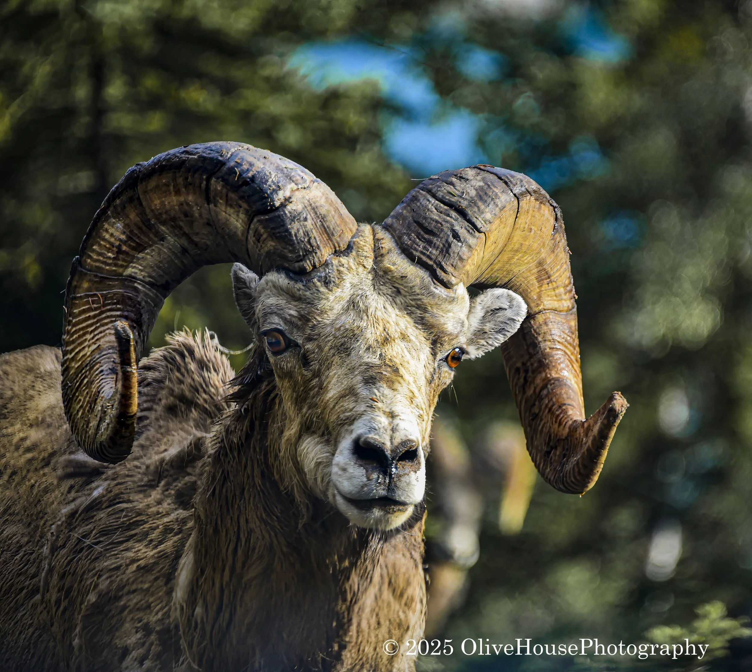 Bighorn sheep in Banff National Park, Alberta, Canada