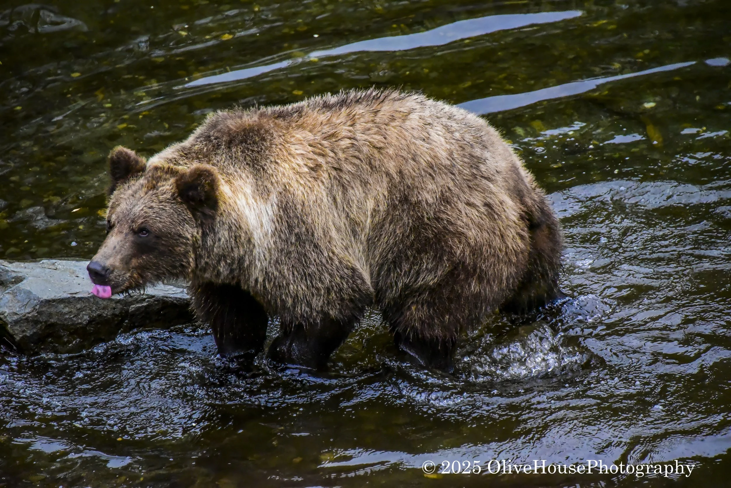 Grizzley bear in Alaska.