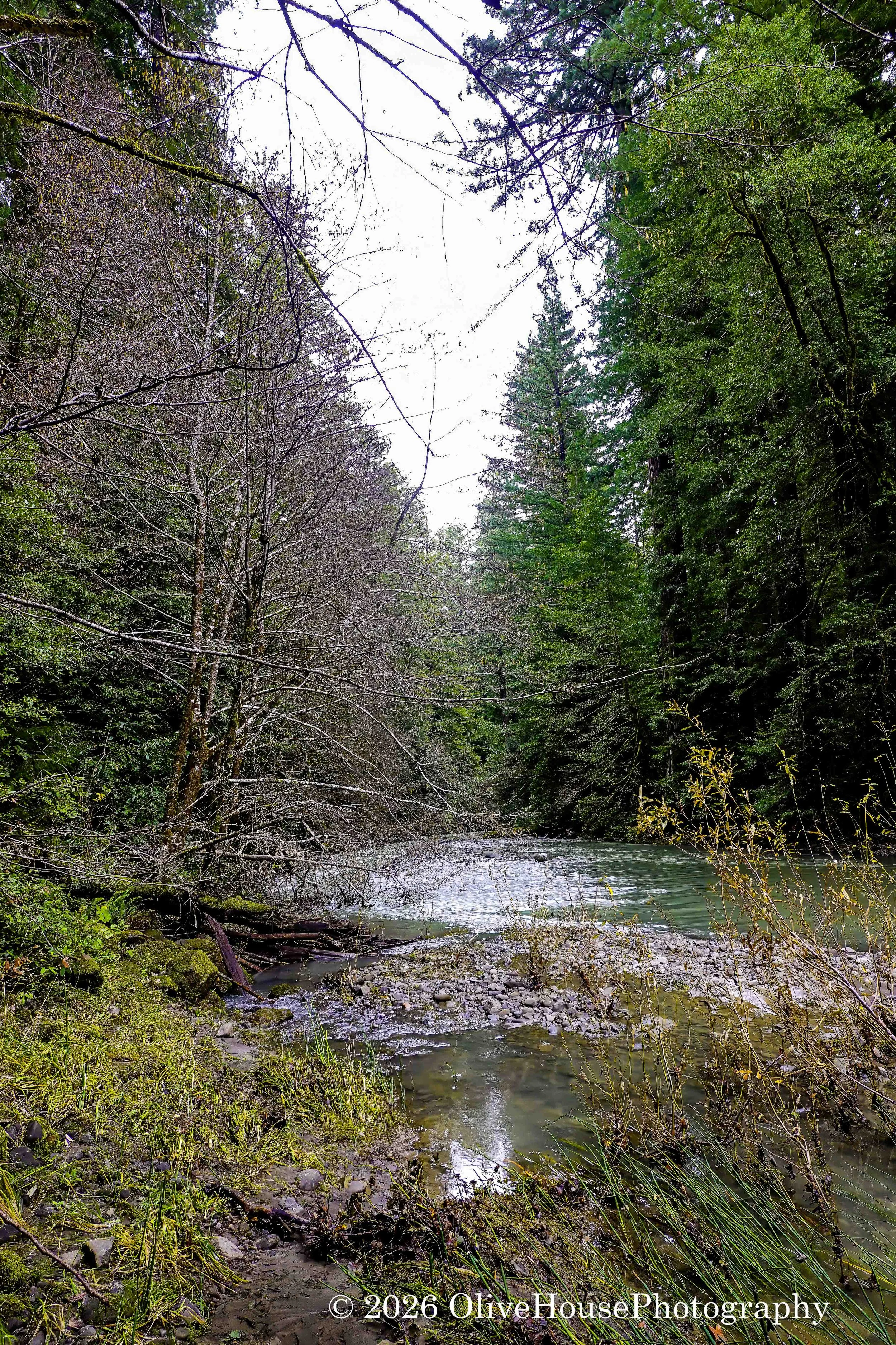 Bull Creek in the Humboldt Redwoods State Park in Northern California. 
