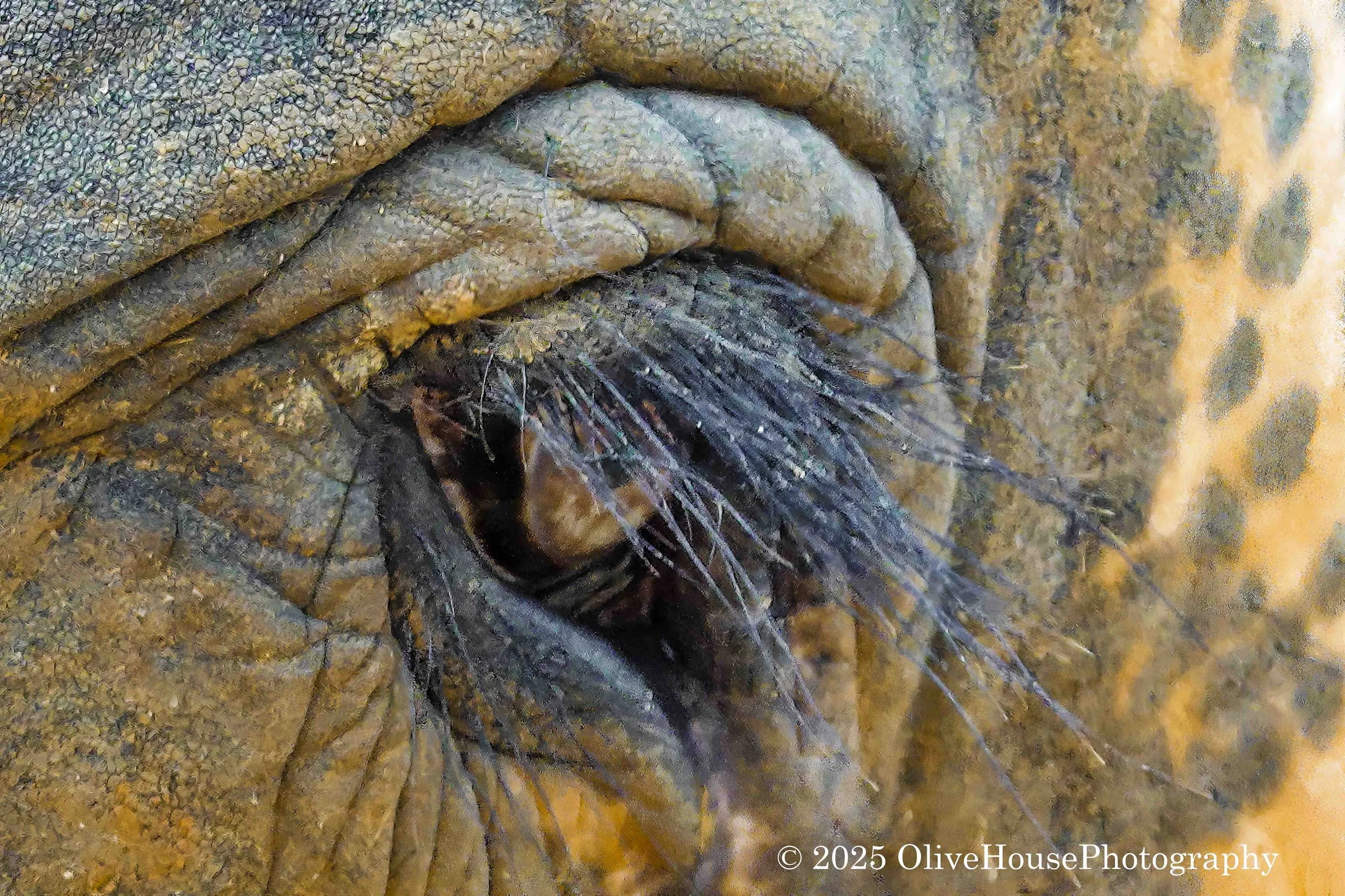 Elephant eye