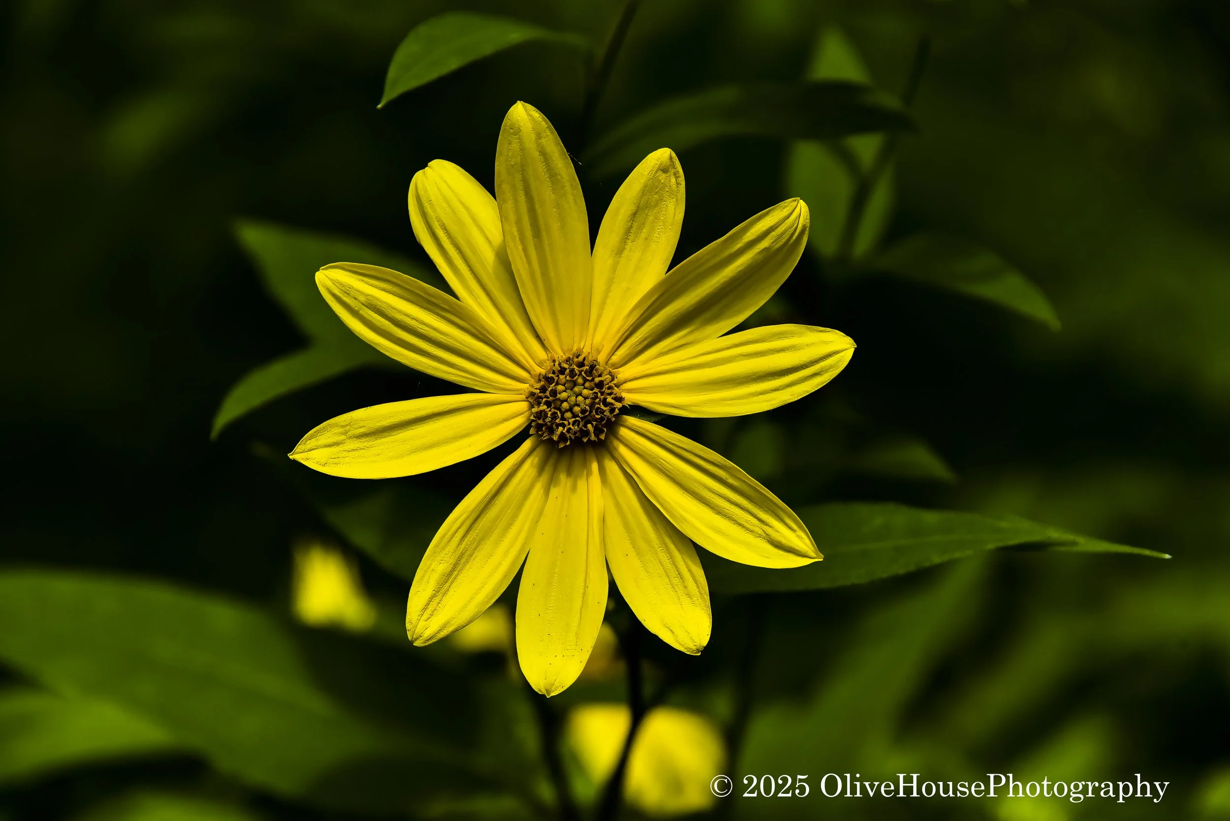Flowers006.jpg