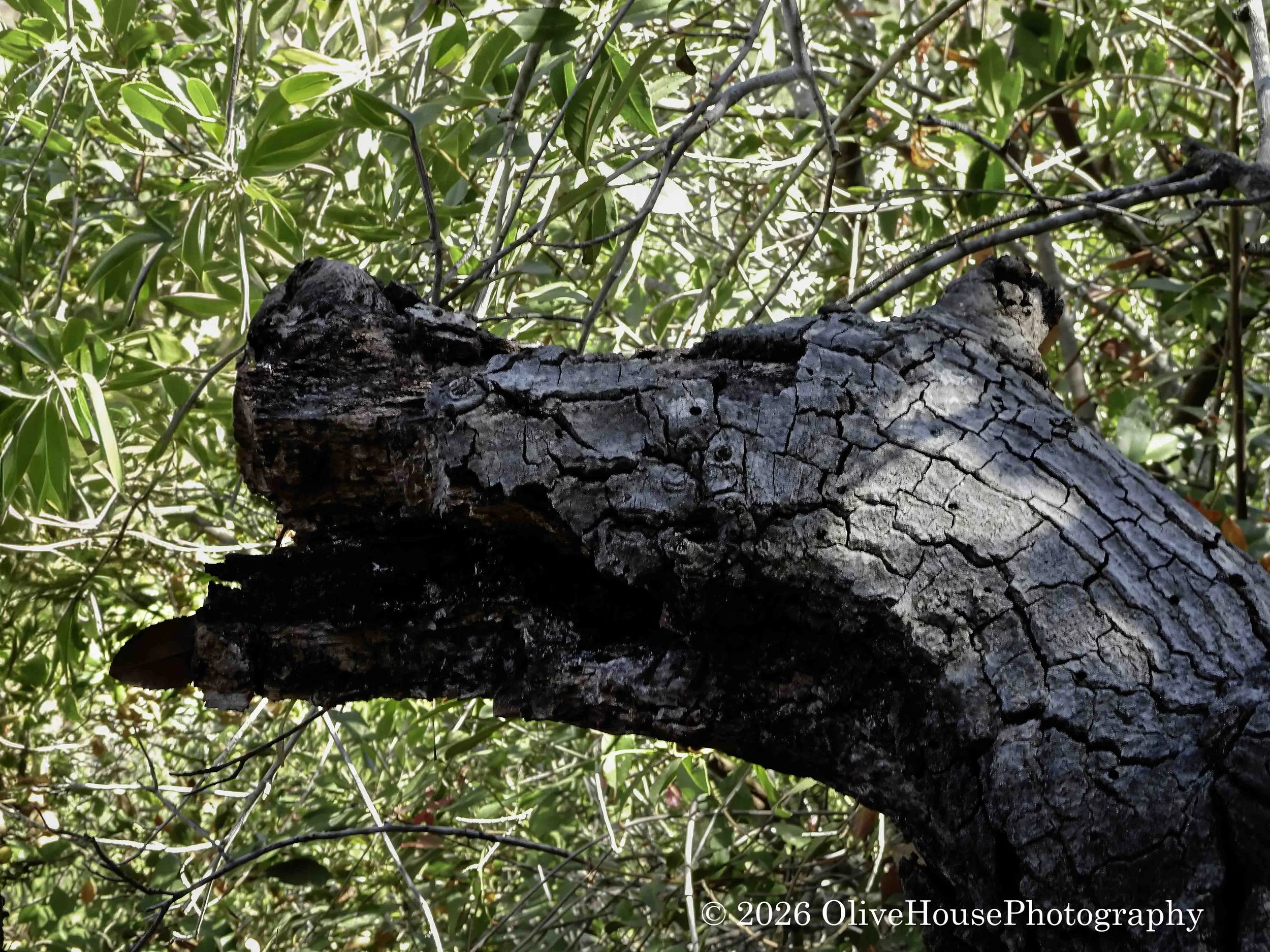 August 19, 2025   00006.jpg