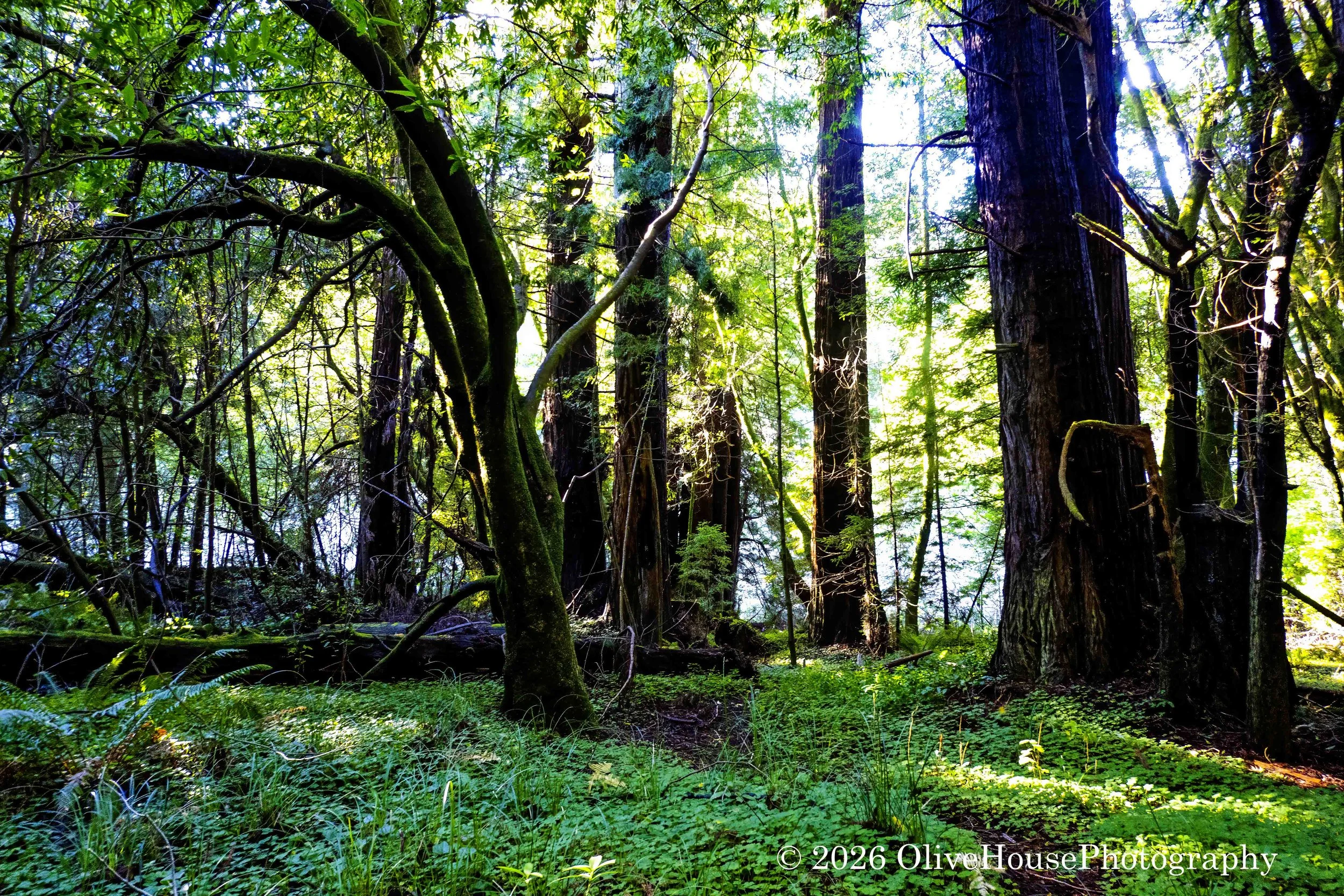 Navarro River Redwoods State Park, Northern California.