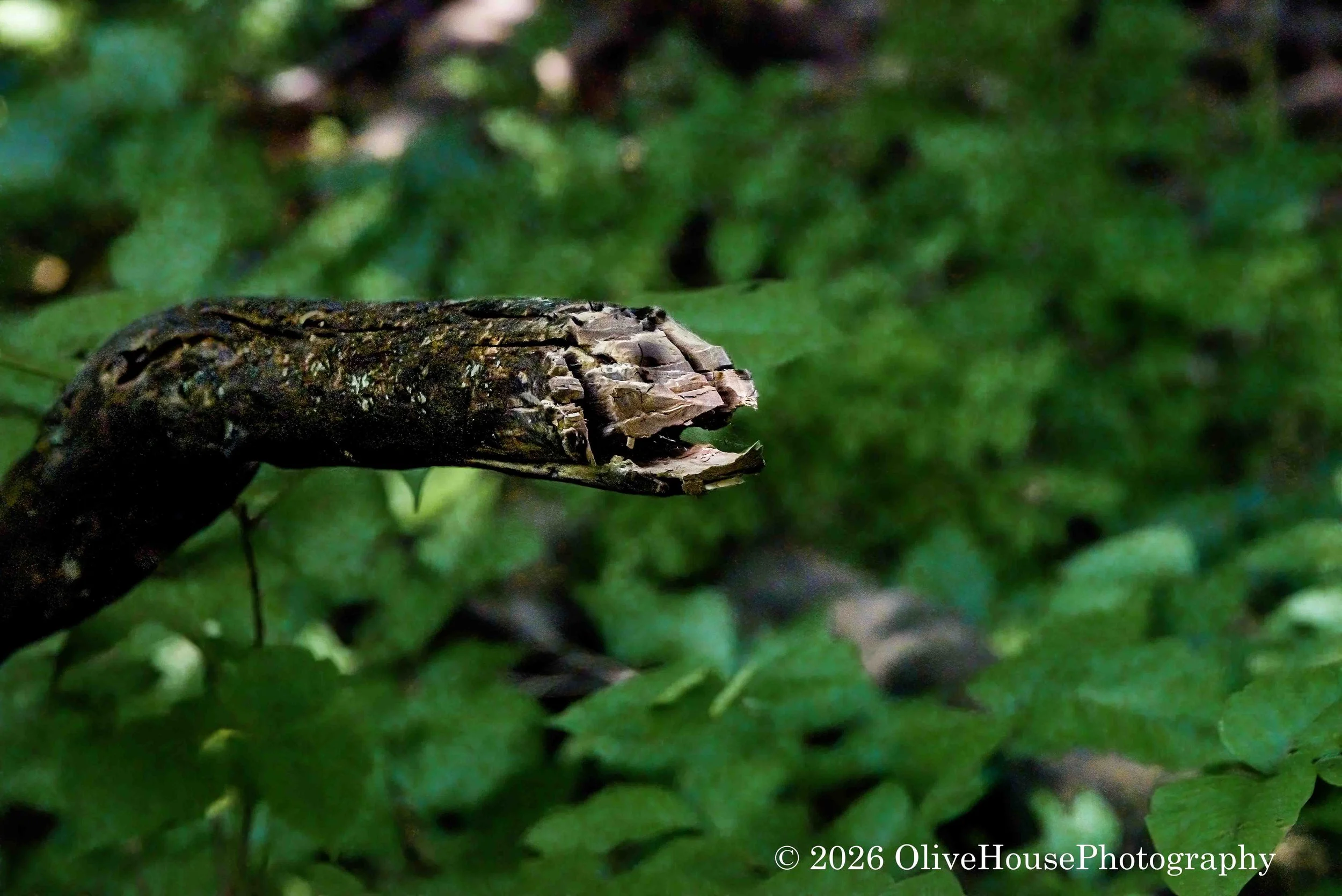 August 05, 2022   Hour-12 Minute-39    05835-Edit.jpg