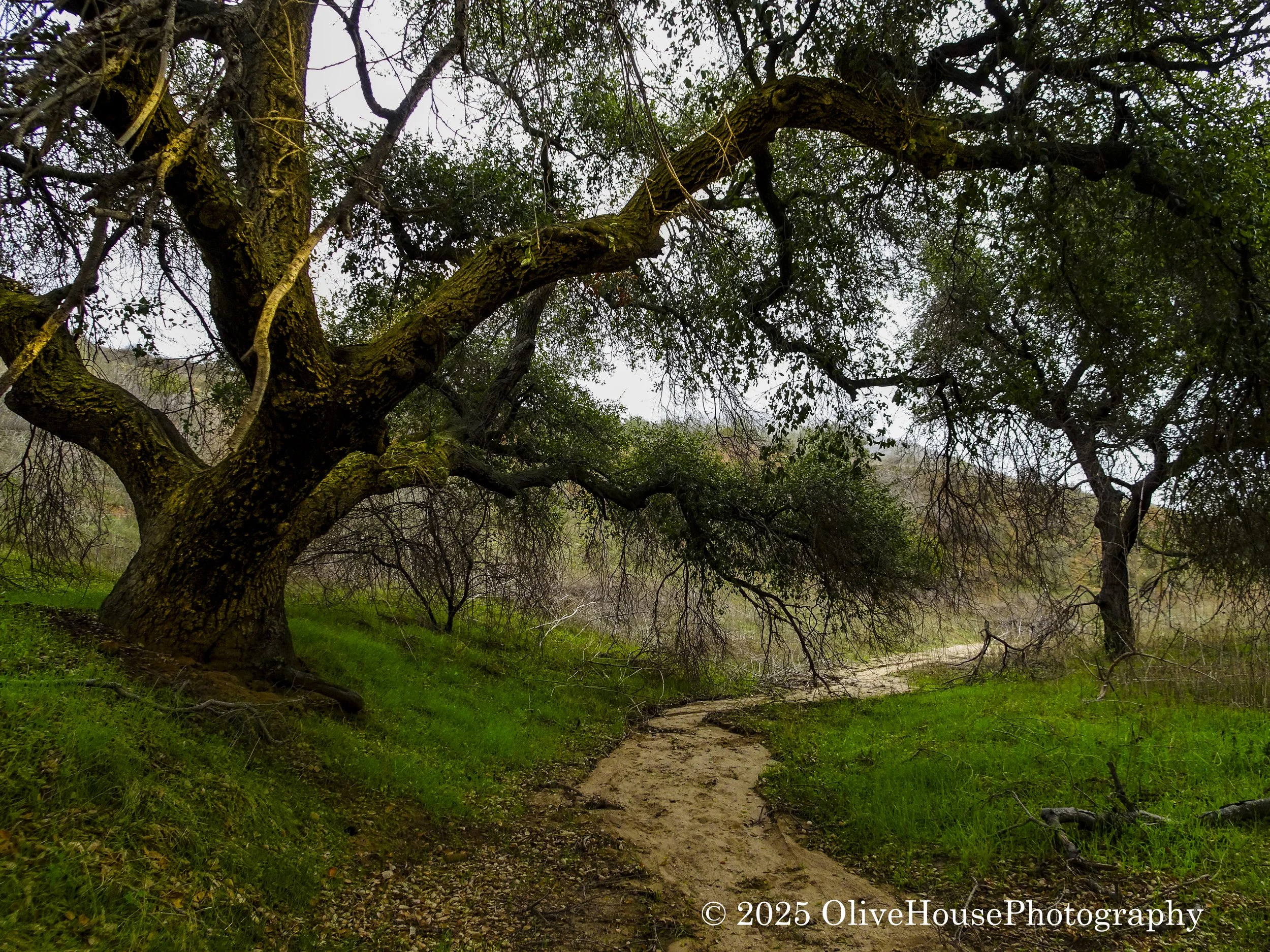 Trail020.jpg