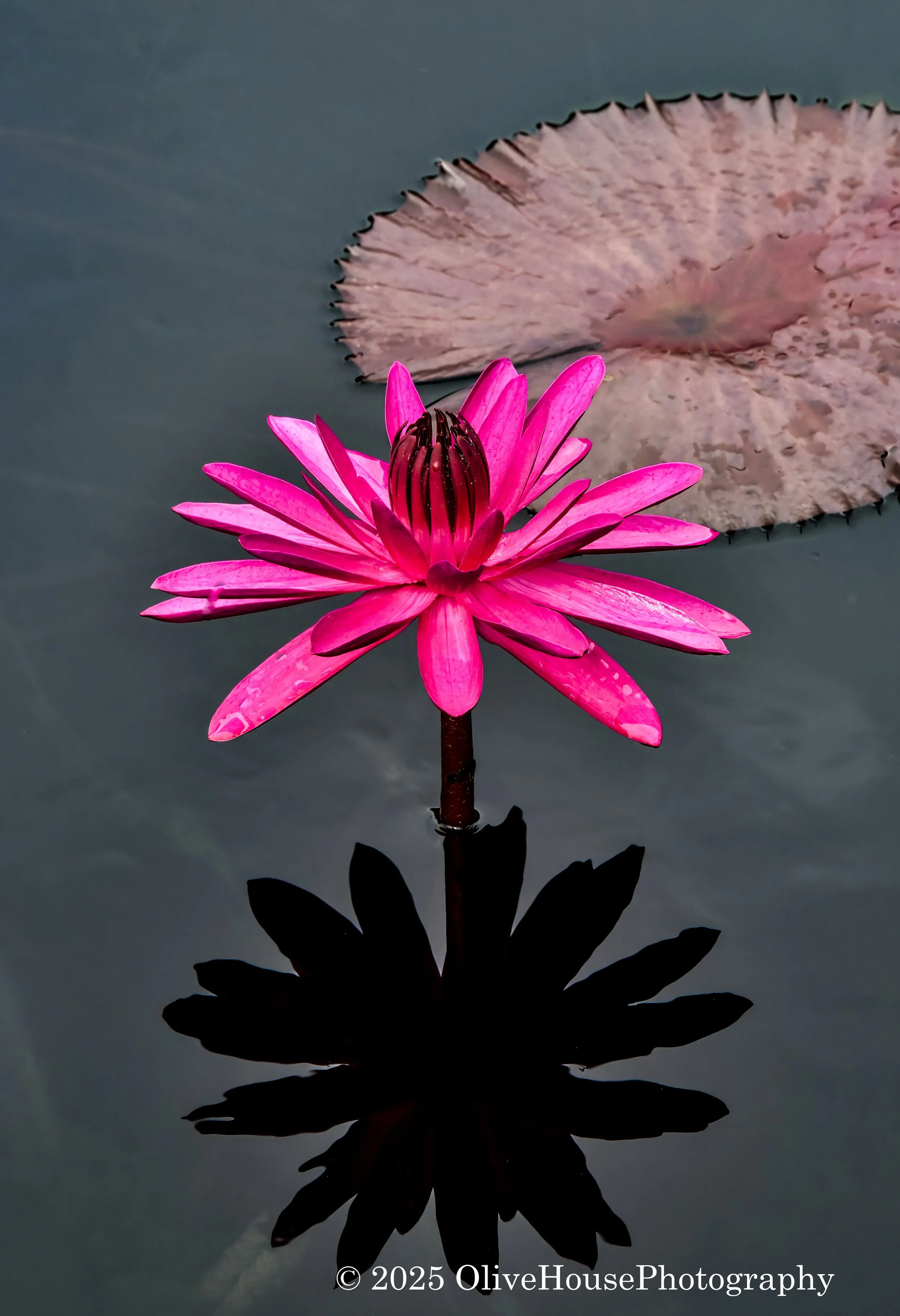 Flowers011.jpg