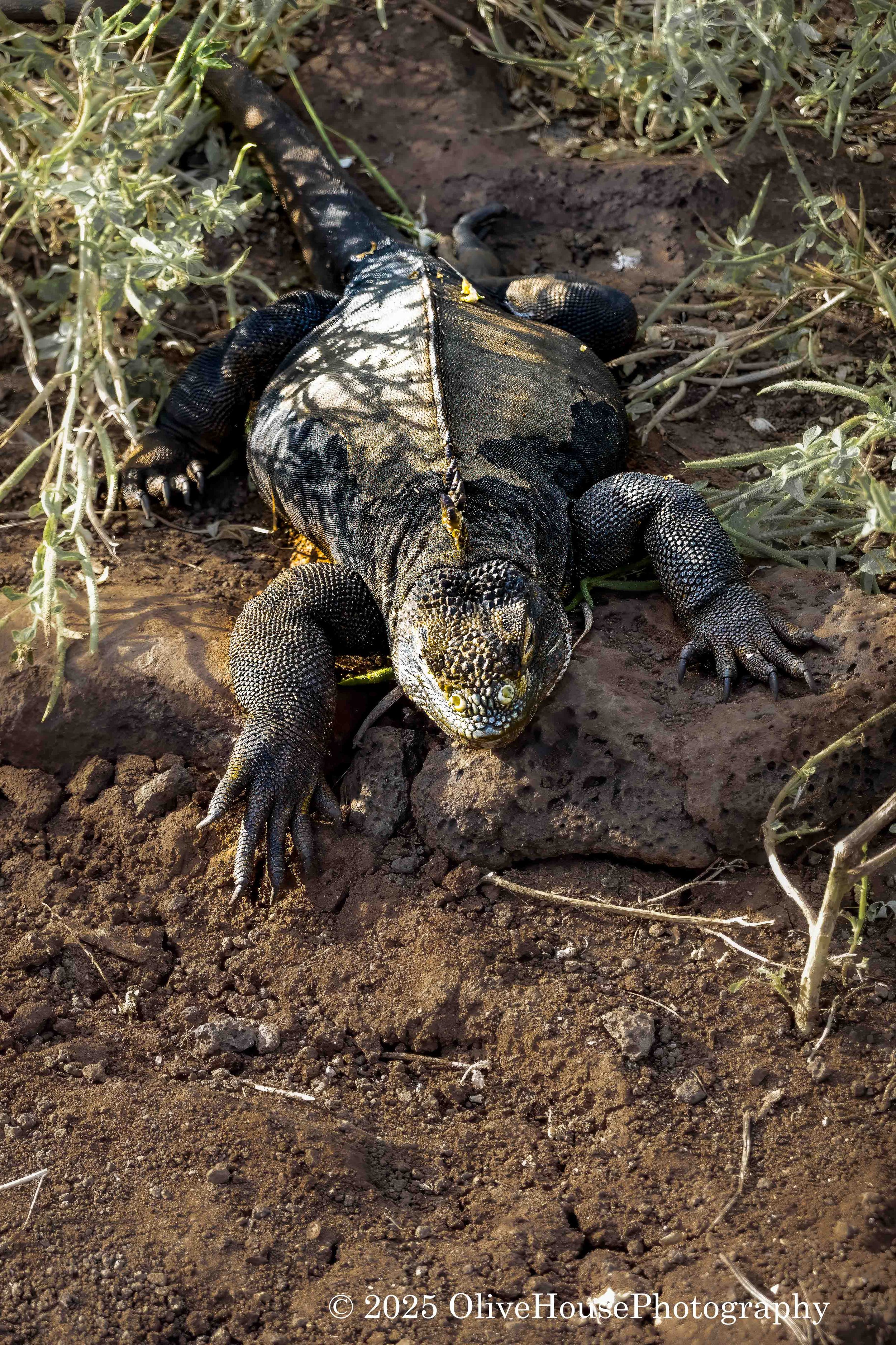 Reptiles025.jpg