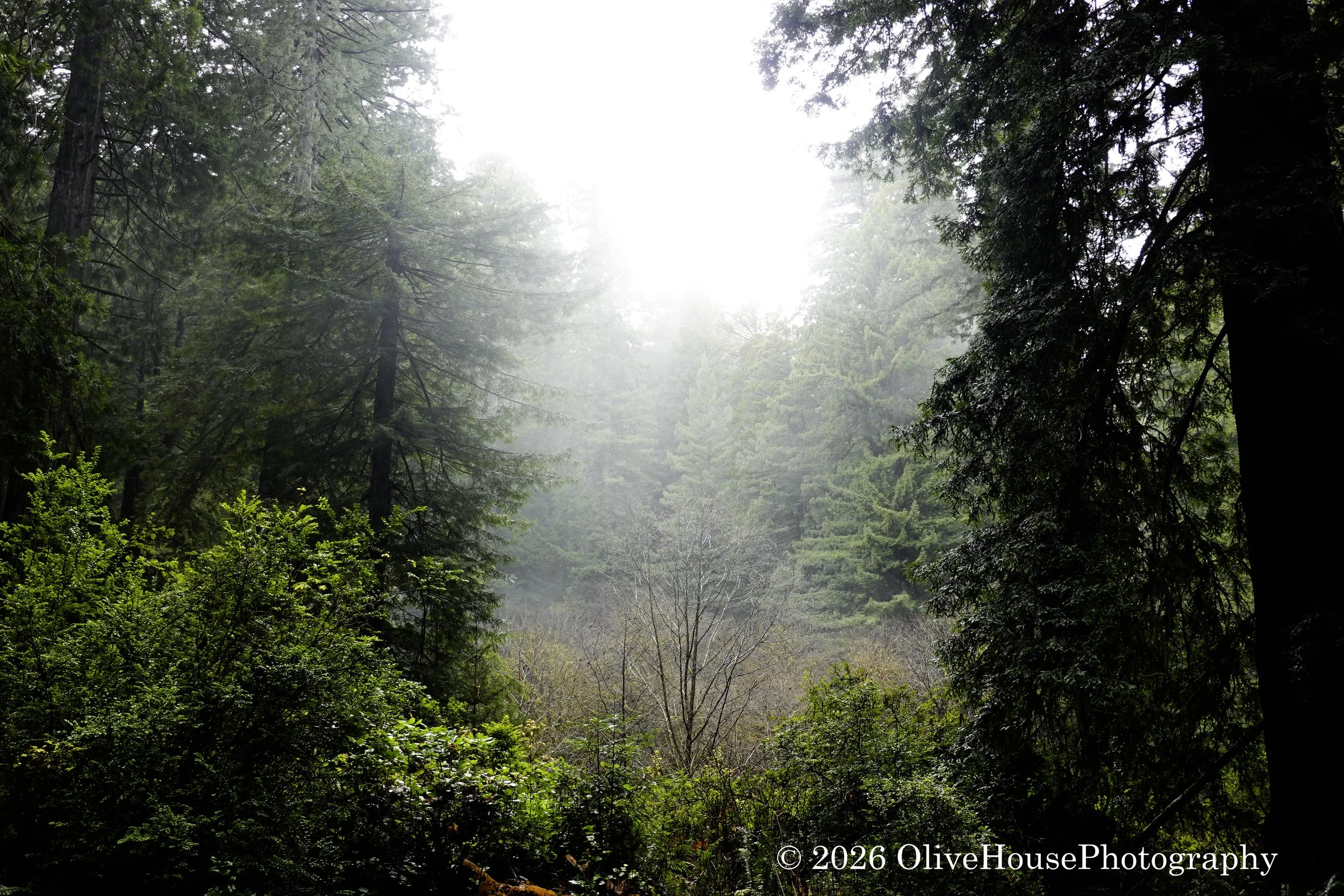 Foggy coastal southern Oregon.