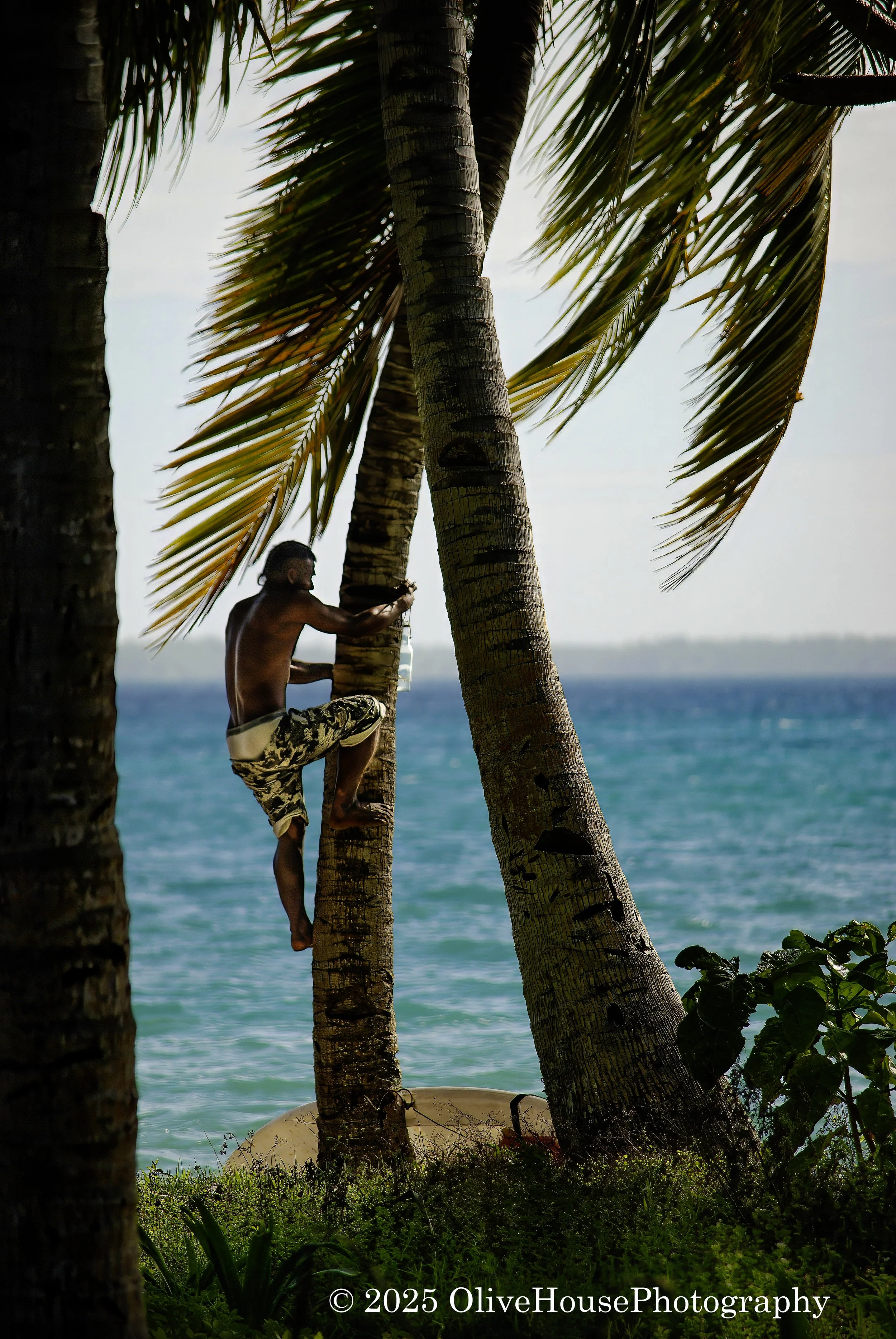 Native climbing coconut tree on South Pacific island
