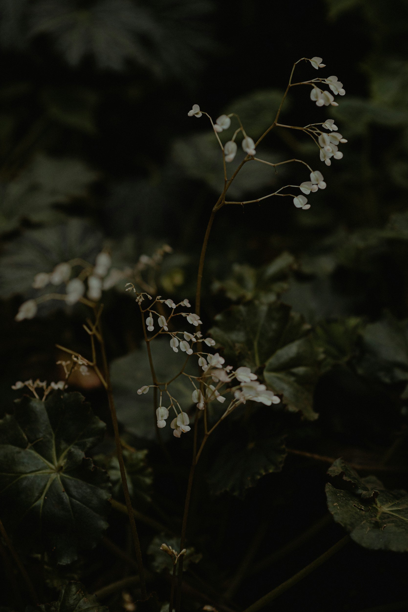 Small white flowers on thin, winding stems against a dark background of green leaves.