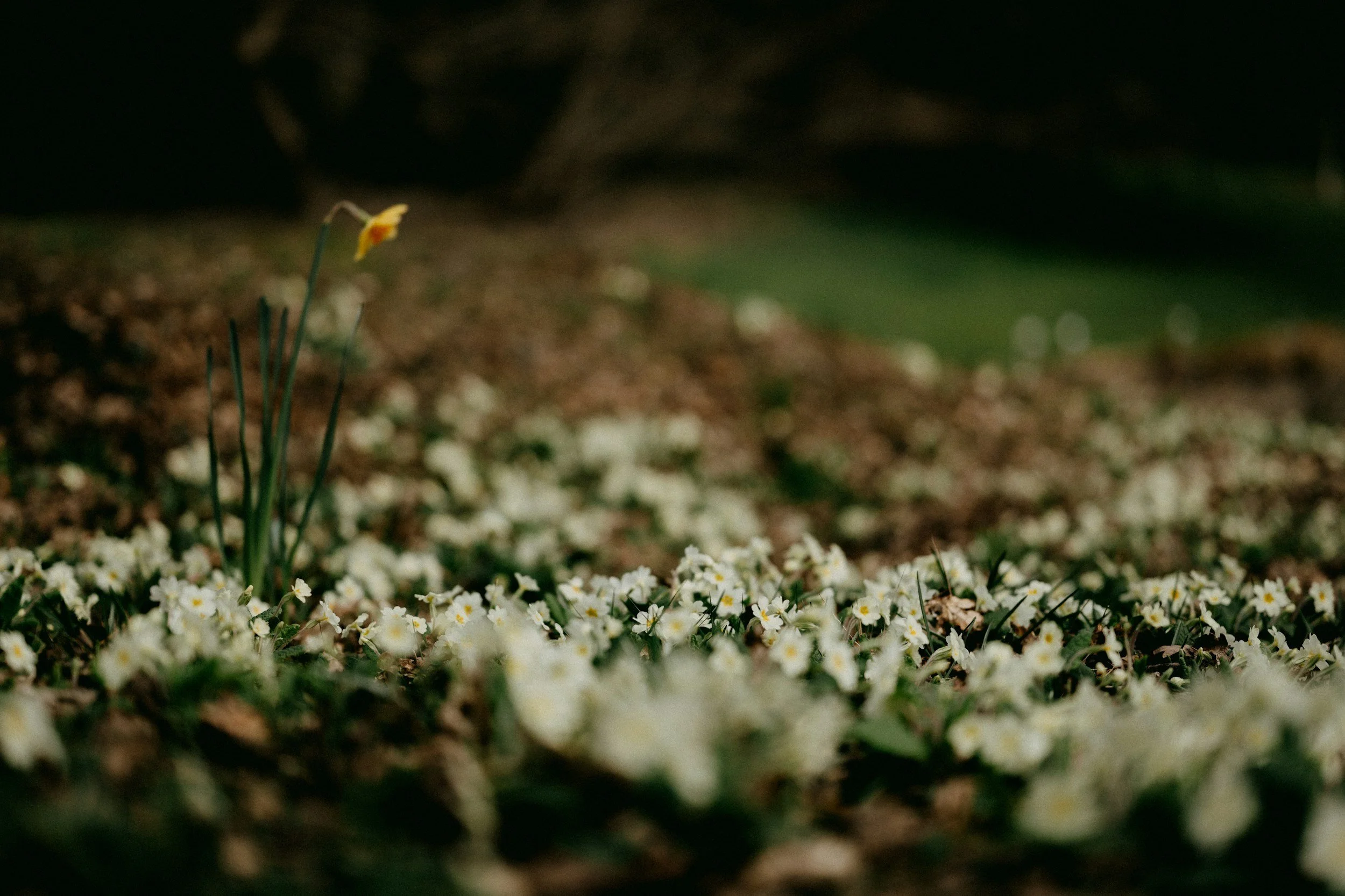 Primrose Moonflower