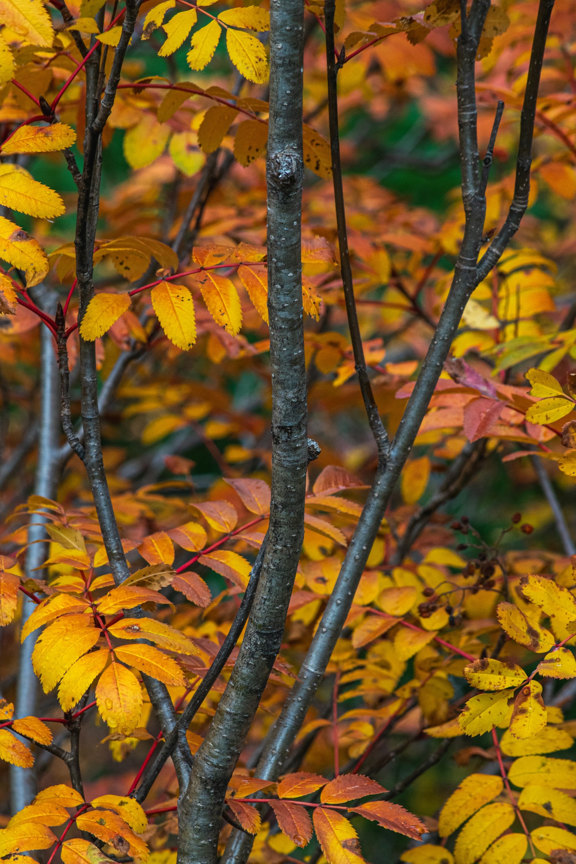A close-up shot of a bush featuring the red, orange, and yellow leaves and gray-brown branches