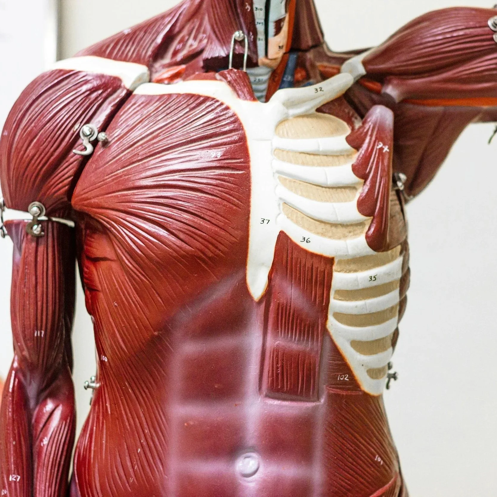 An anatomical human torso model showing muscles, ribs, and internal structures, with numbered labels.