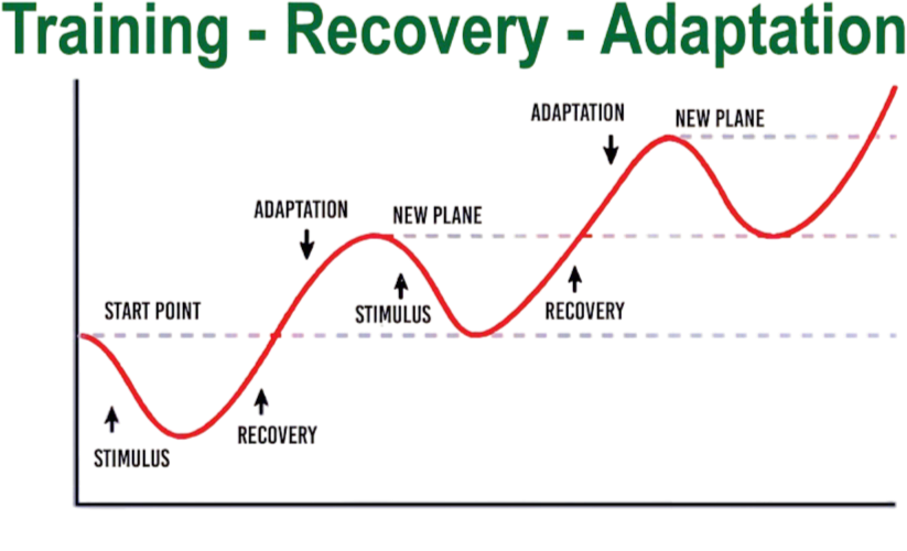 Grafiek van training, herstel en supercompensatie over tijd.