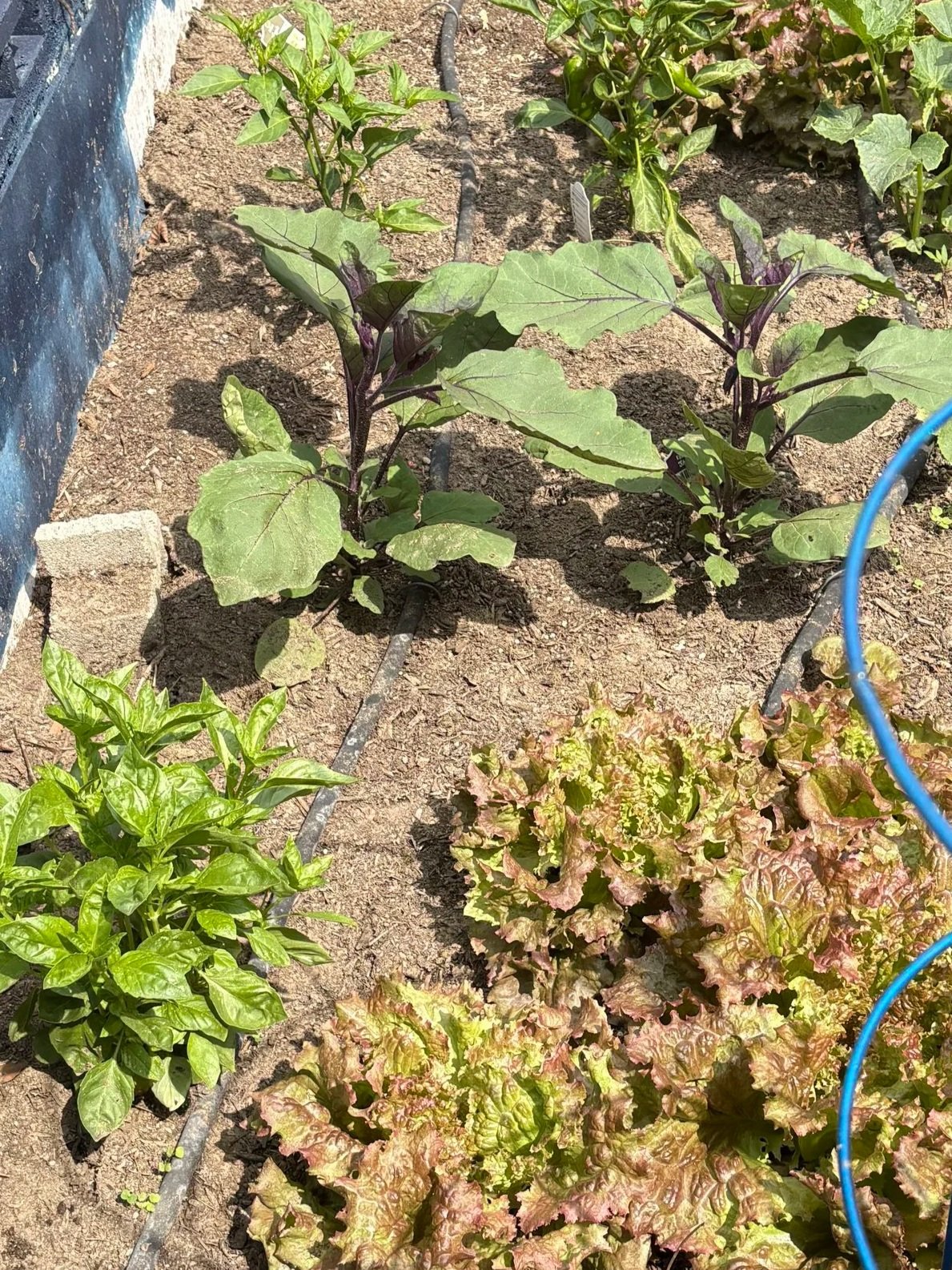 Garden bed with three different plants, including leafy greens and eggplants, with drip irrigation lines running through the soil.