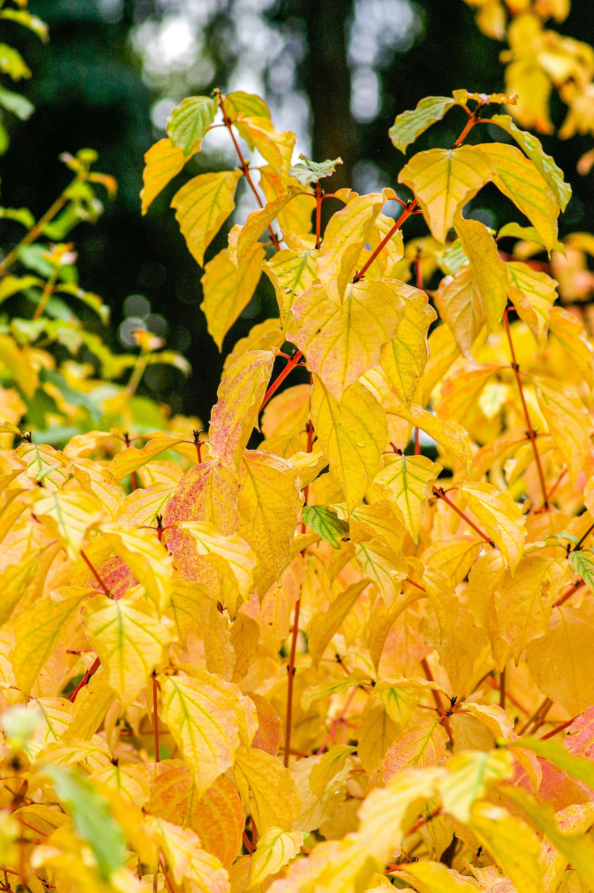 Why Fall Is the Perfect Time to Plan Your Spring Landscape