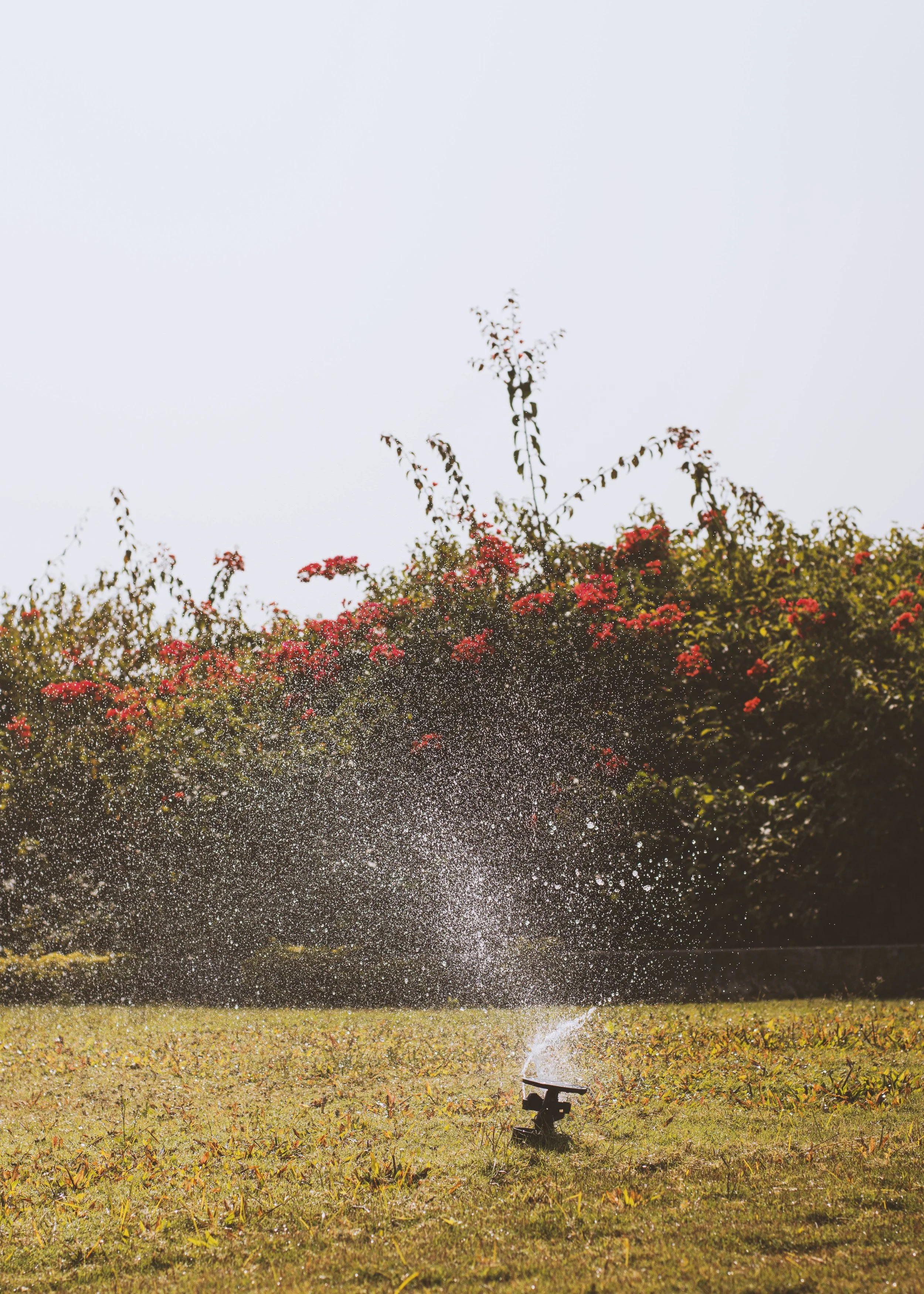 Sprinkler head in front of vines