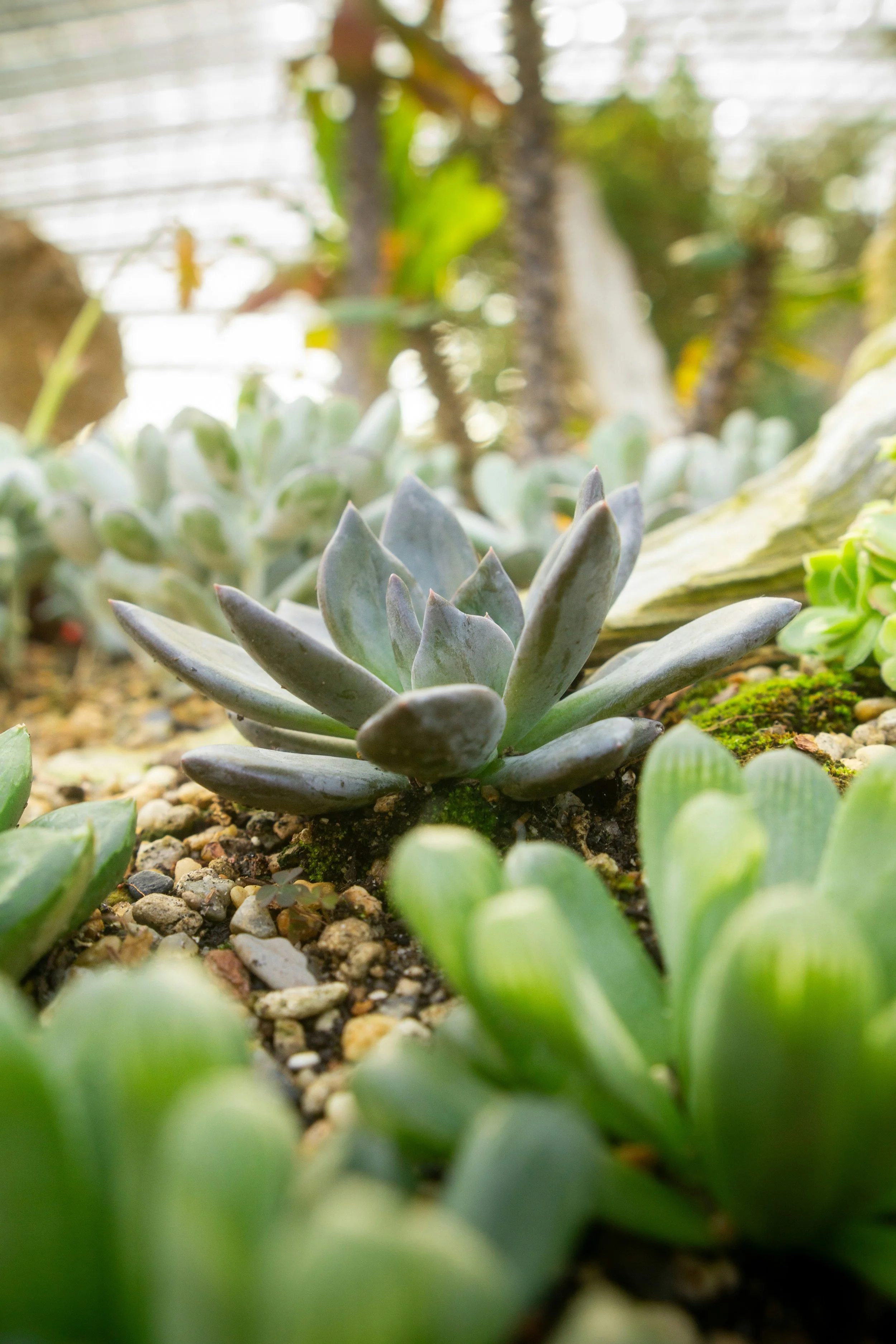 Xeriscape-Waterwise Consultation & Design