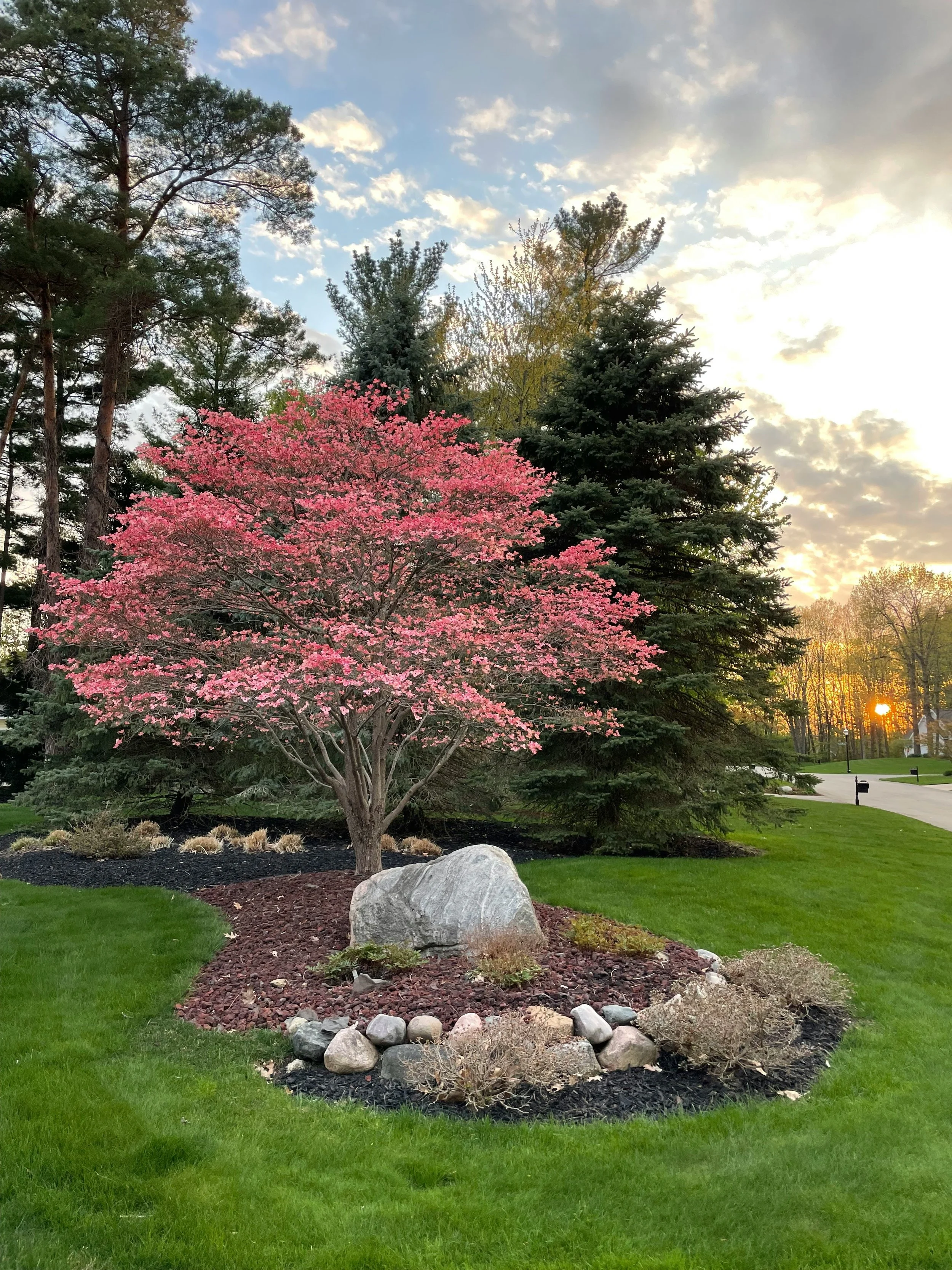 Pink tree in yard