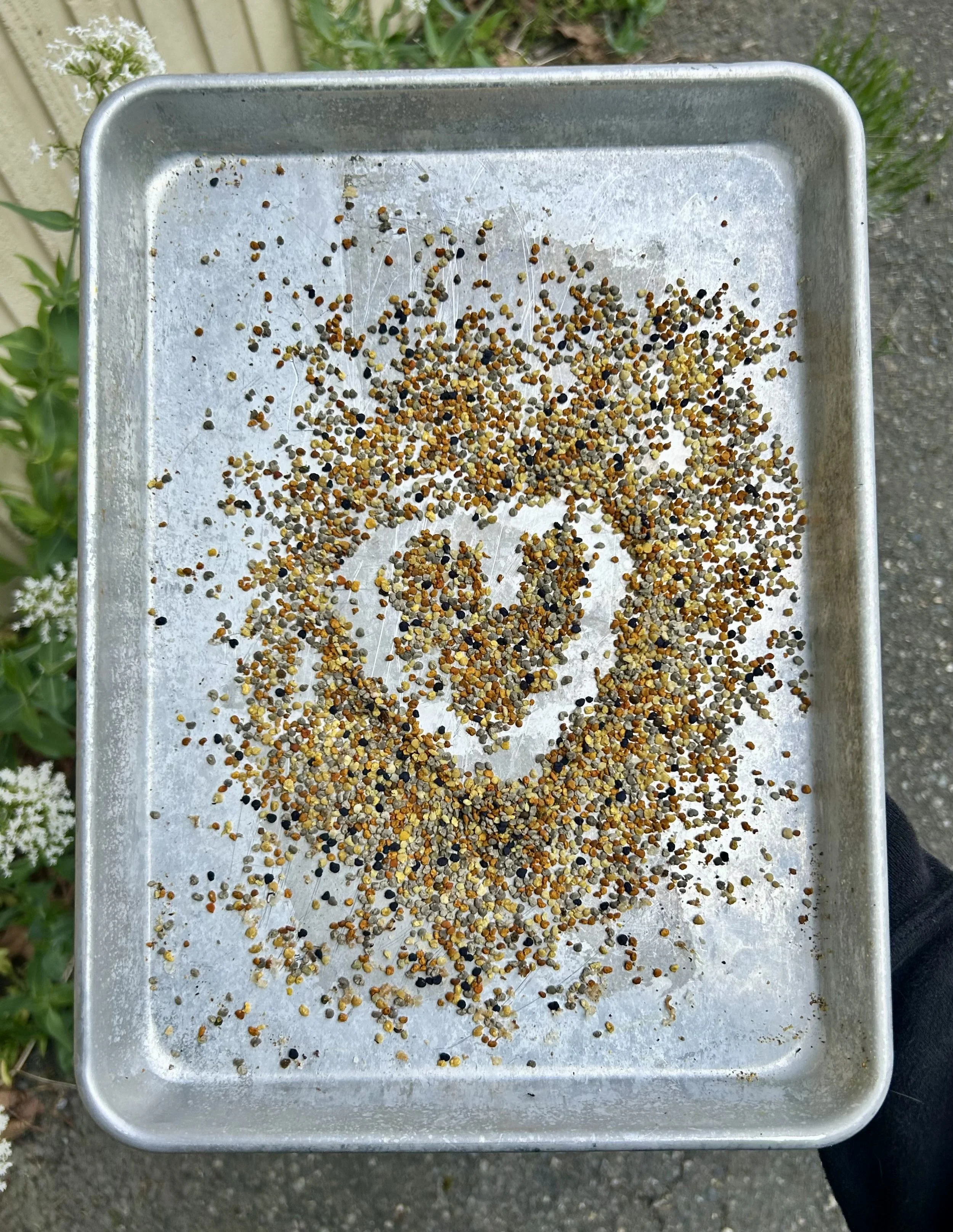 Fresh Bee Pollen
