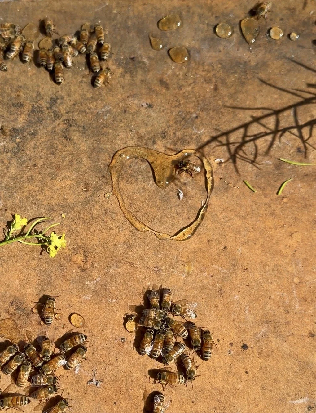 2025 Bespoke Honey Series - 