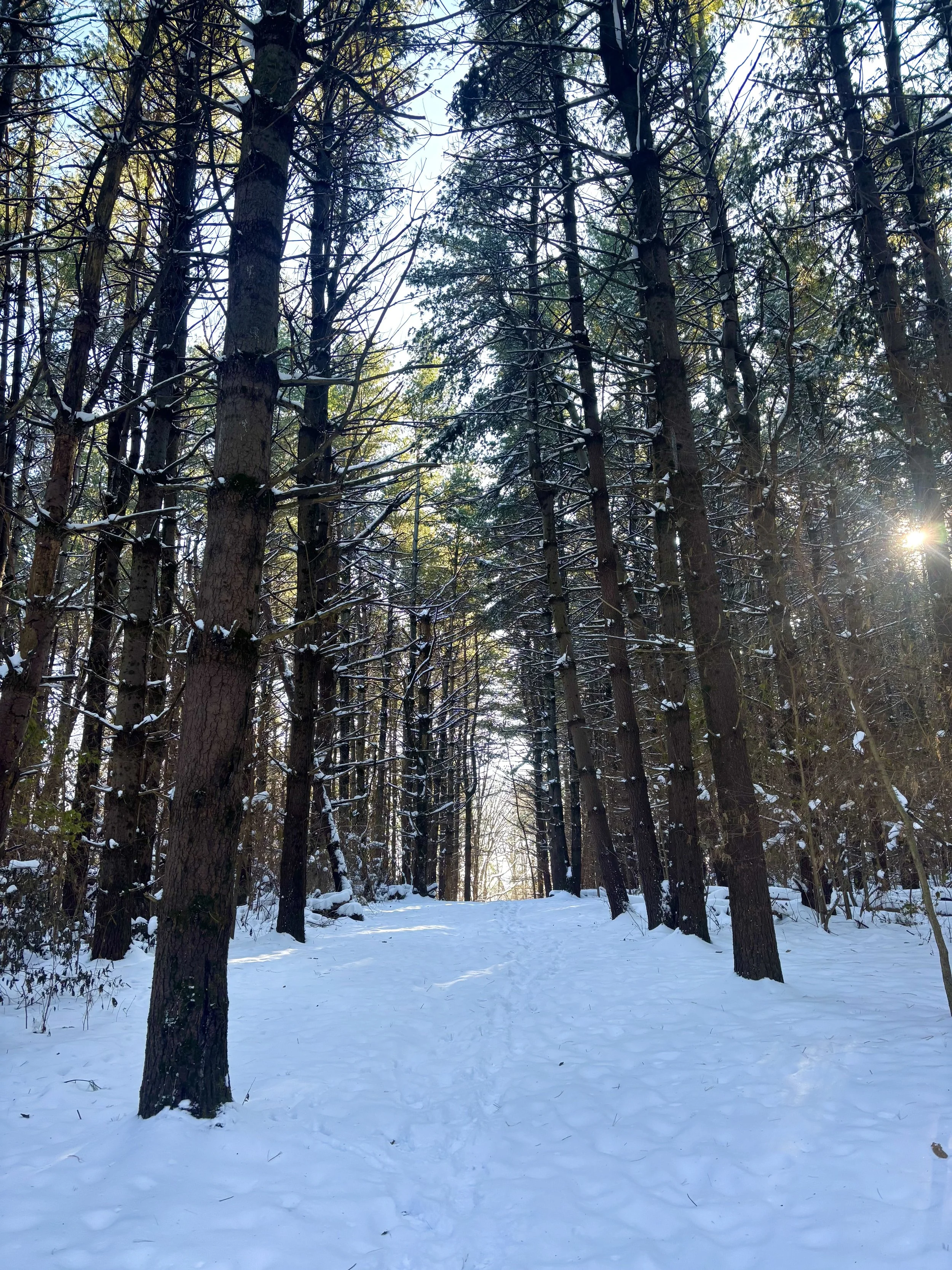 Borrowed Light—A Revelation