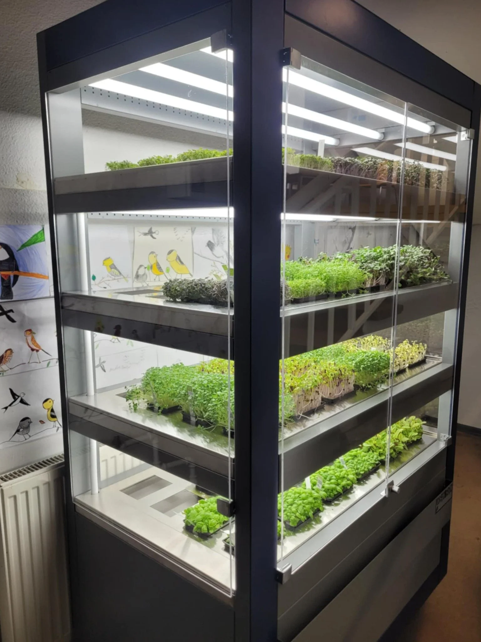 Maardu Gümnaasiumi Urban Farmi Nutikasvuhoone projekt: samm rohelisema hariduse poole