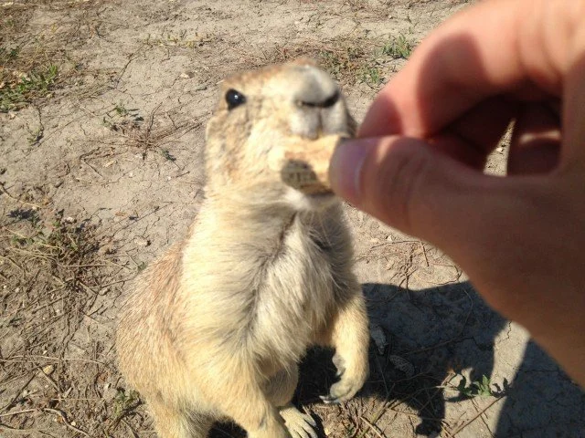 #RunningTo VLOG: Feeding Prairie Dogs in South Dakota