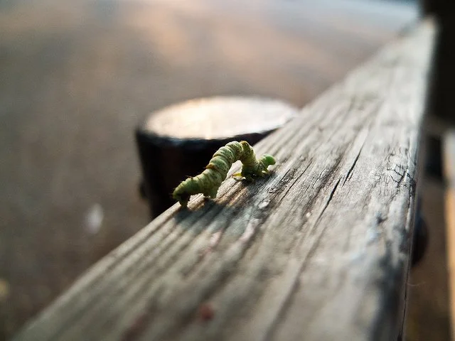 I Wanna Be Nasty Like an Inchworm