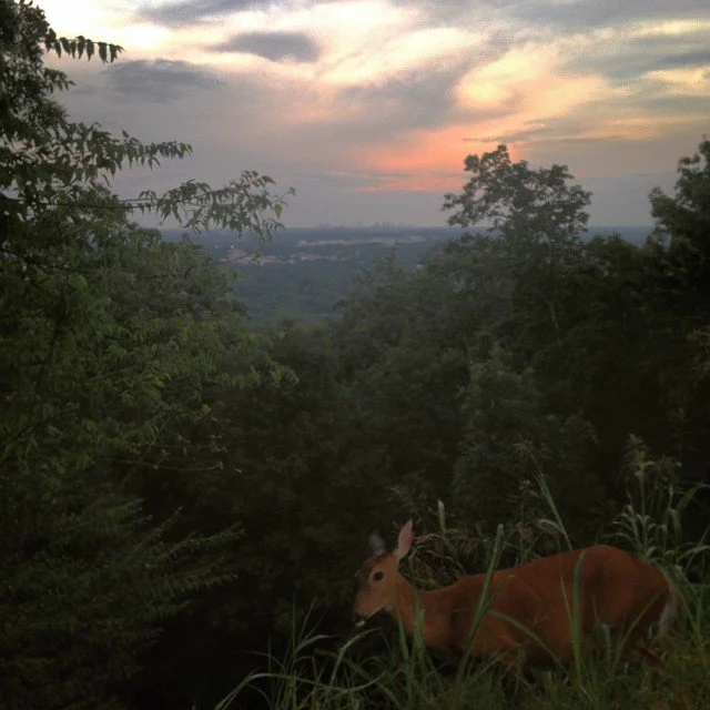 Georgia's Underbelly