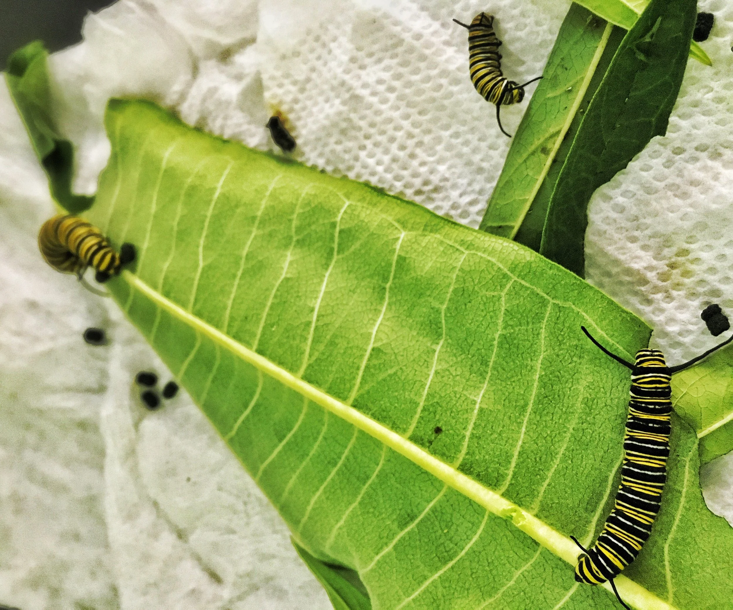 All We Like Butterflies...