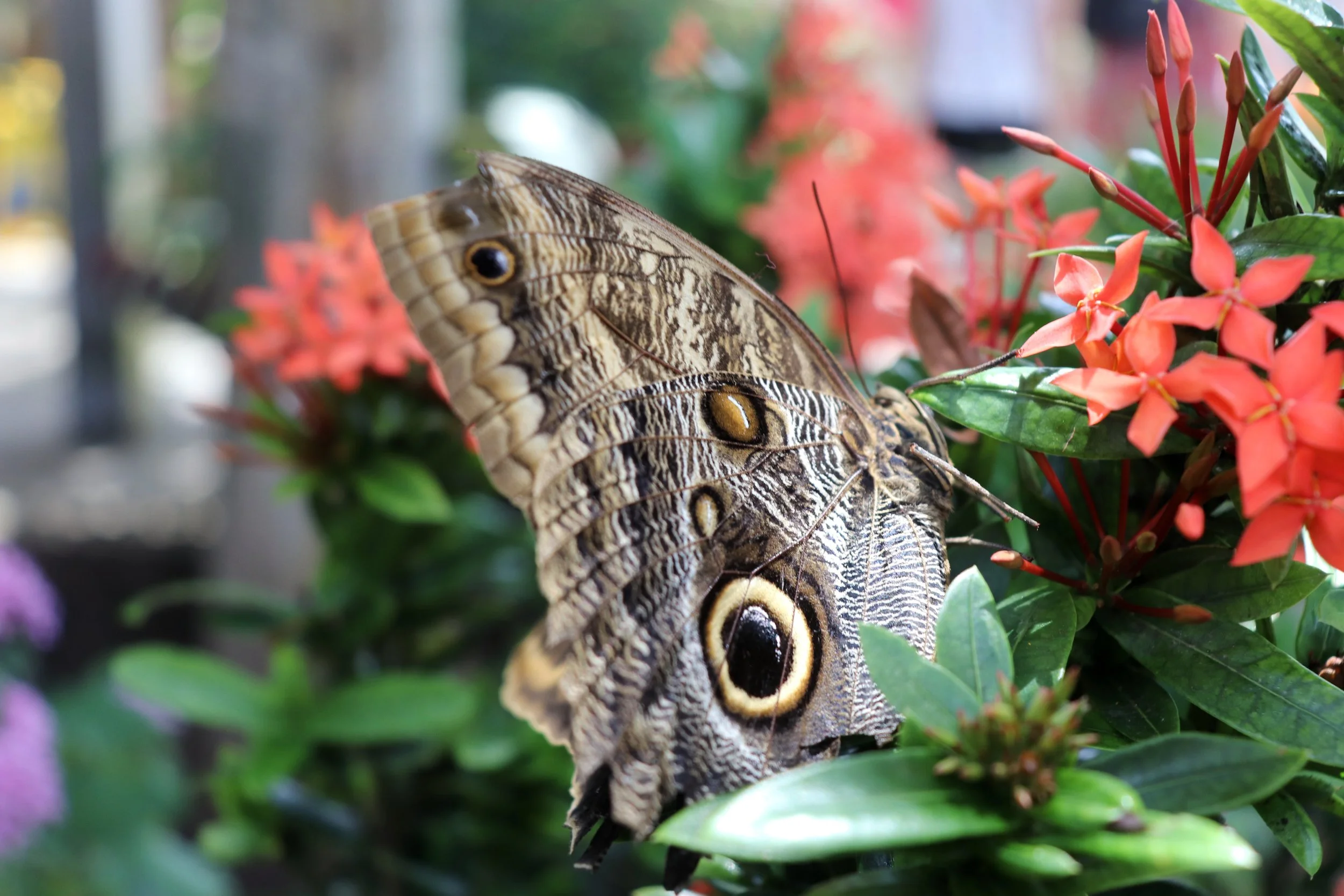 Like a Butterfly in an Aquarium