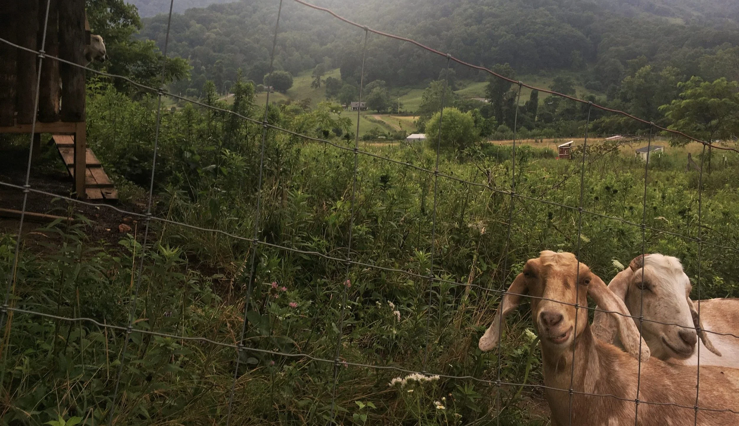 Teach Me How to Live