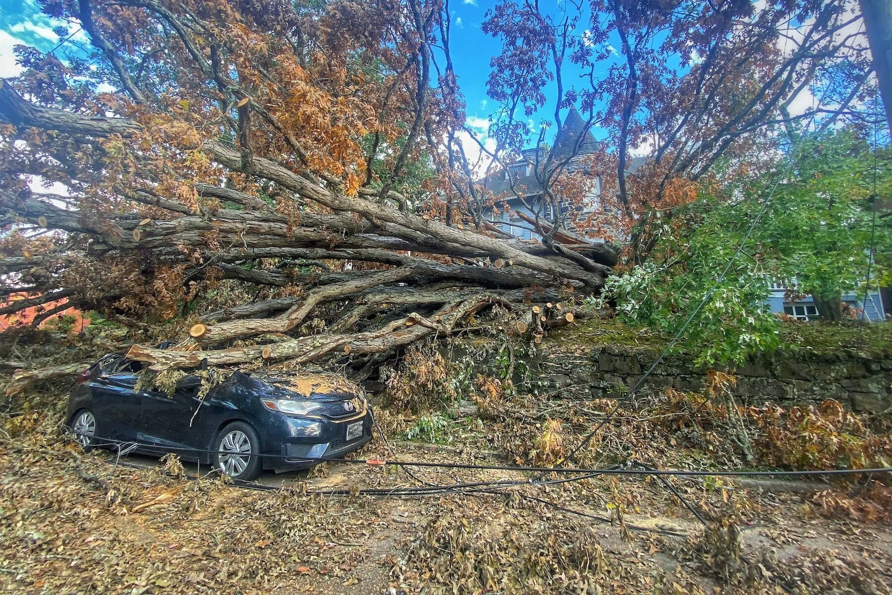 After Helene: And the Leaf Still Holds
