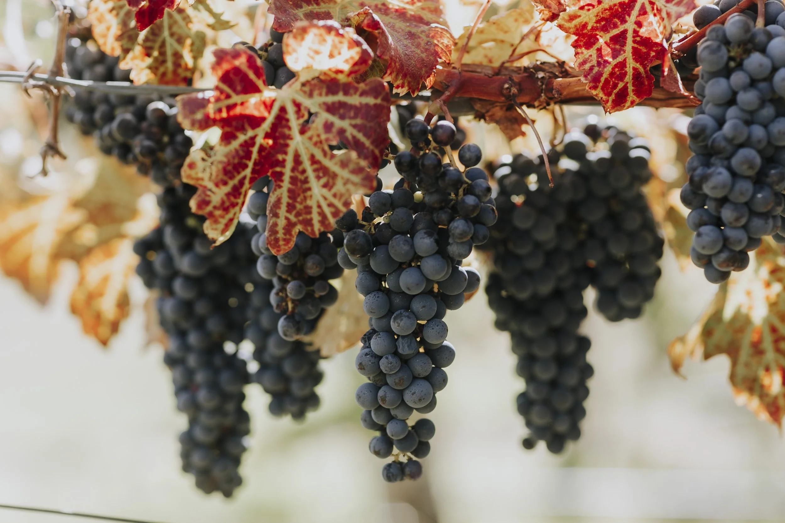 CRE Wines-7.jpg