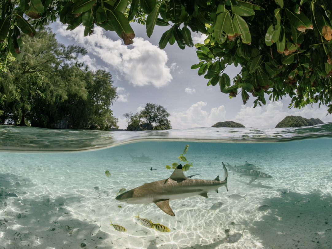 Juvenile blacktip reef sharks (Carcharhinus melanopterus) cruise under the mangroves in Palau’s Rock Islands in the Southern Lagoon.