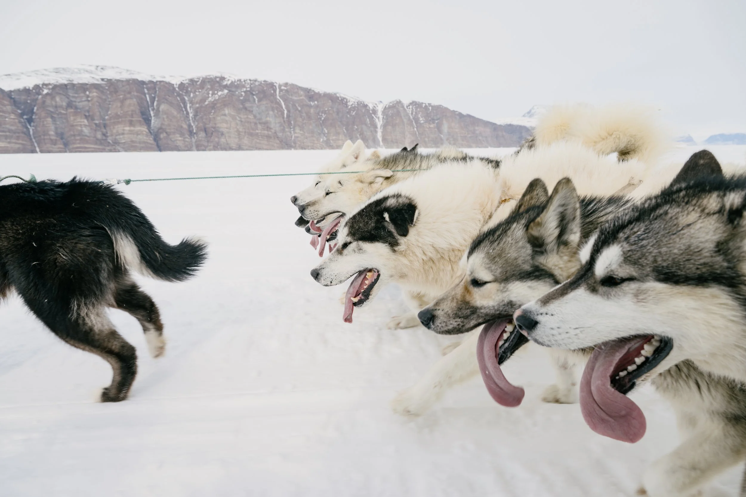  Greenland sled dogs pull a loaded sled at a run across the sea ice of Inglefield Gulf. Greenland dogs, a unique breed, are genetically closer to wolves than other dogs. Considered only partly domesticated, they can be dangerous, but their strength a